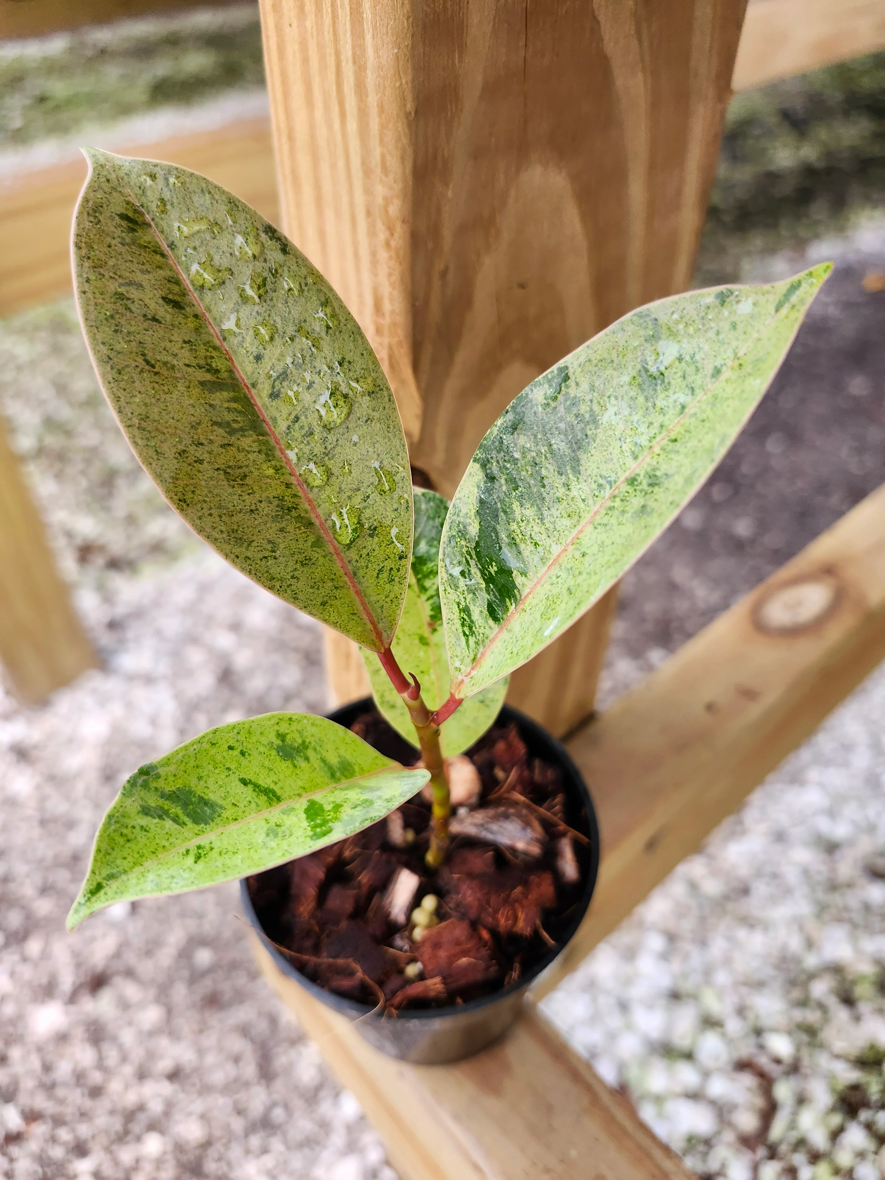 Ficus Shivereana 'Moonshine' - Image 3
