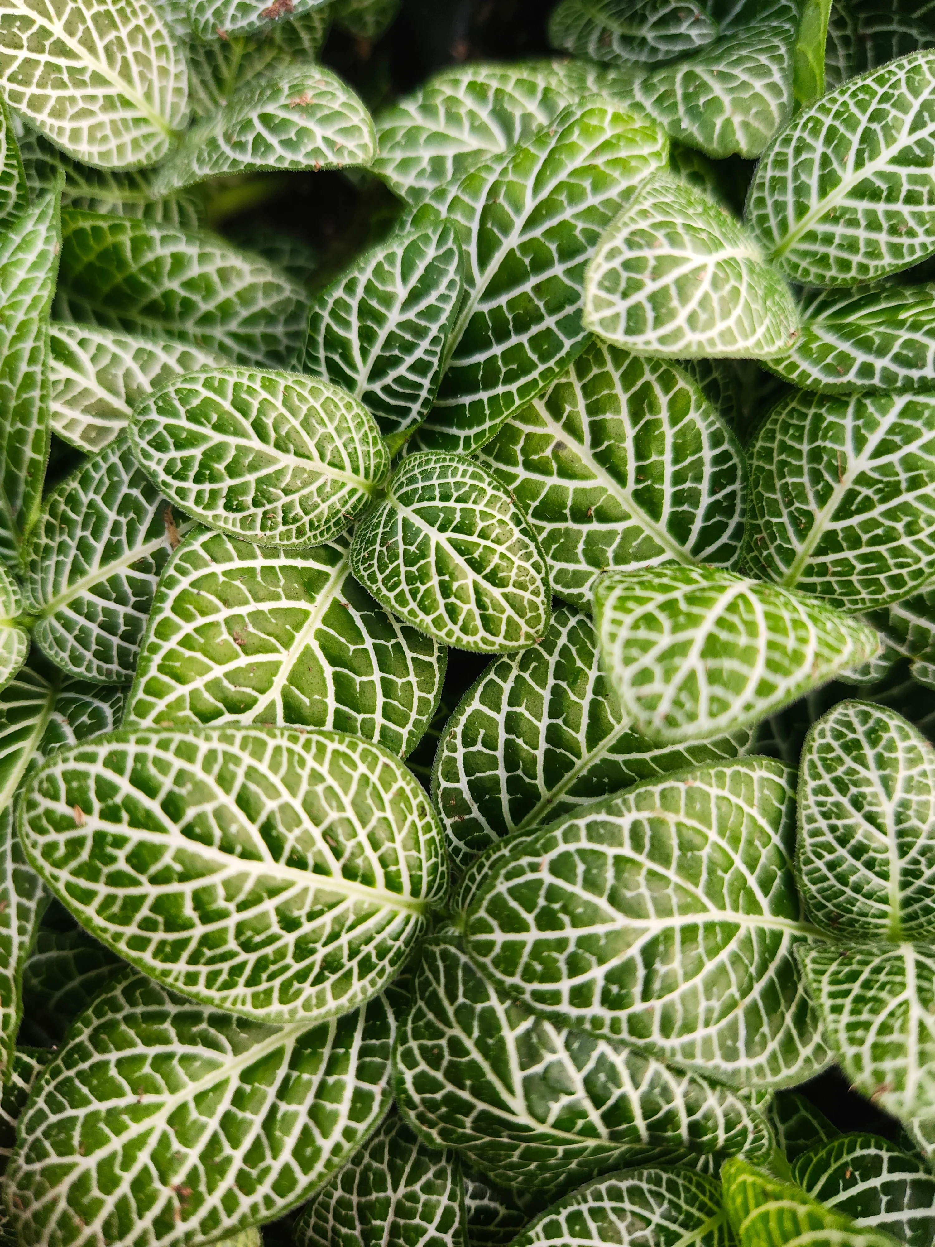 Green Fittonia