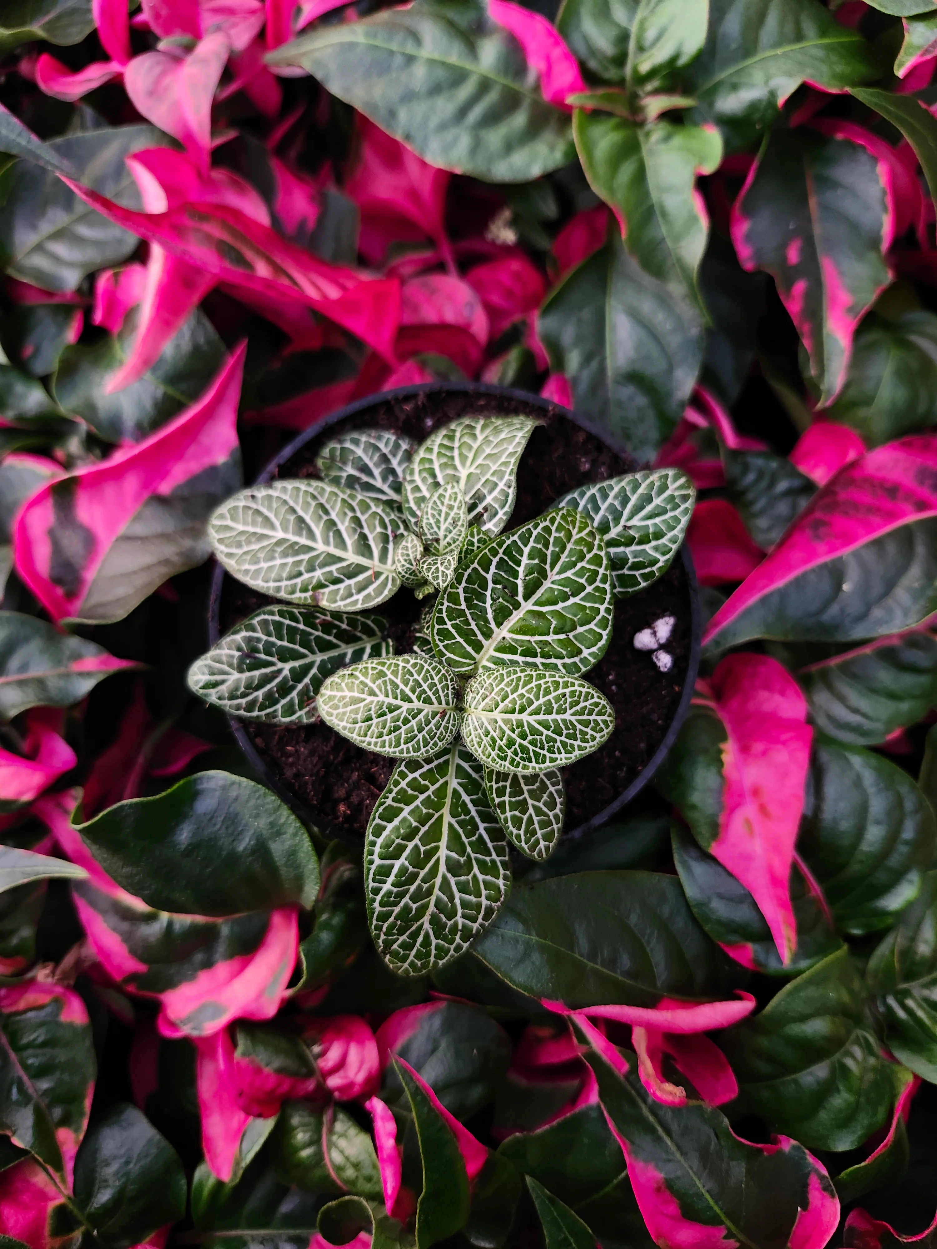 Green Fittonia - Image 2