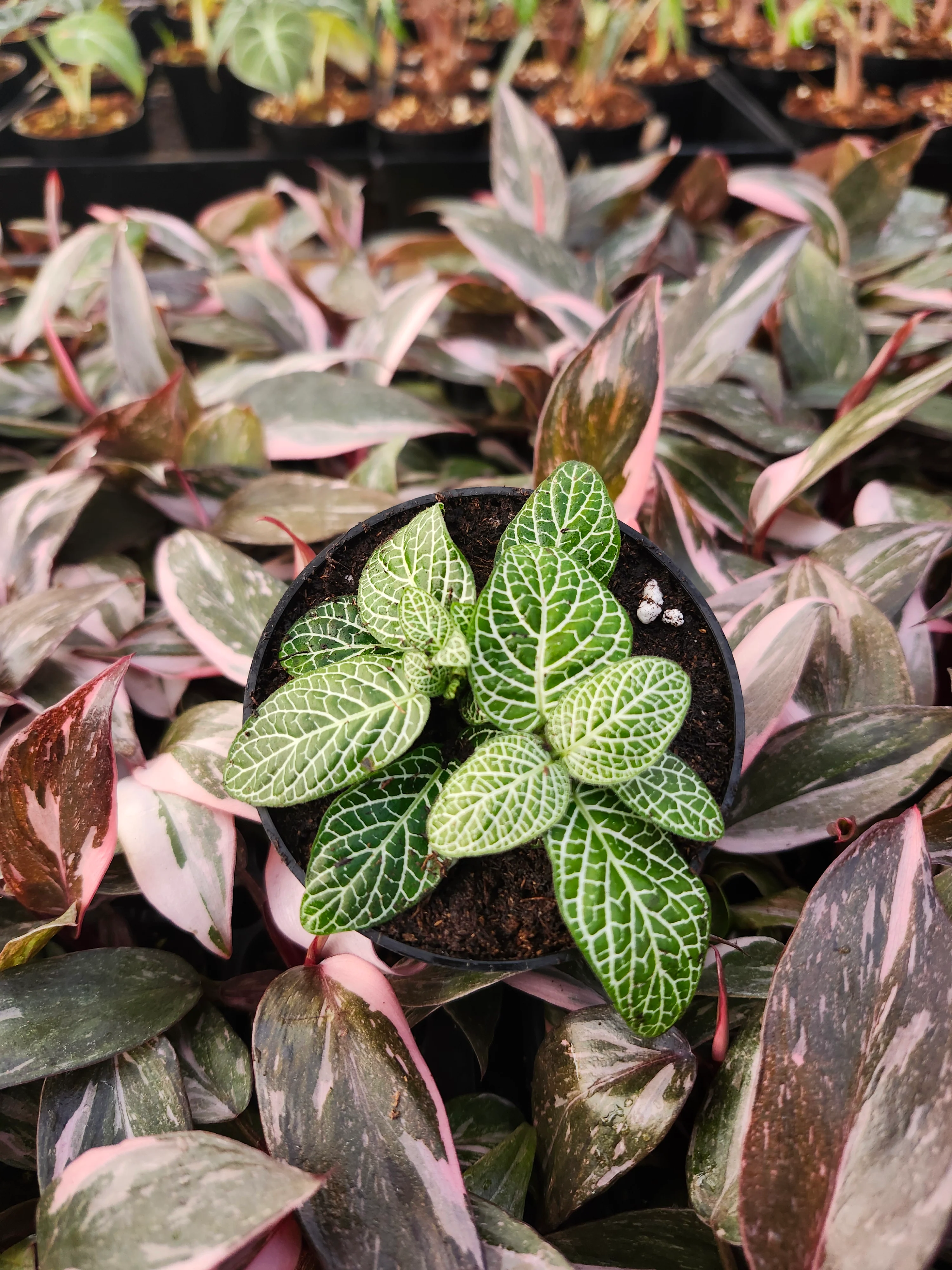 Green Fittonia - Image 3
