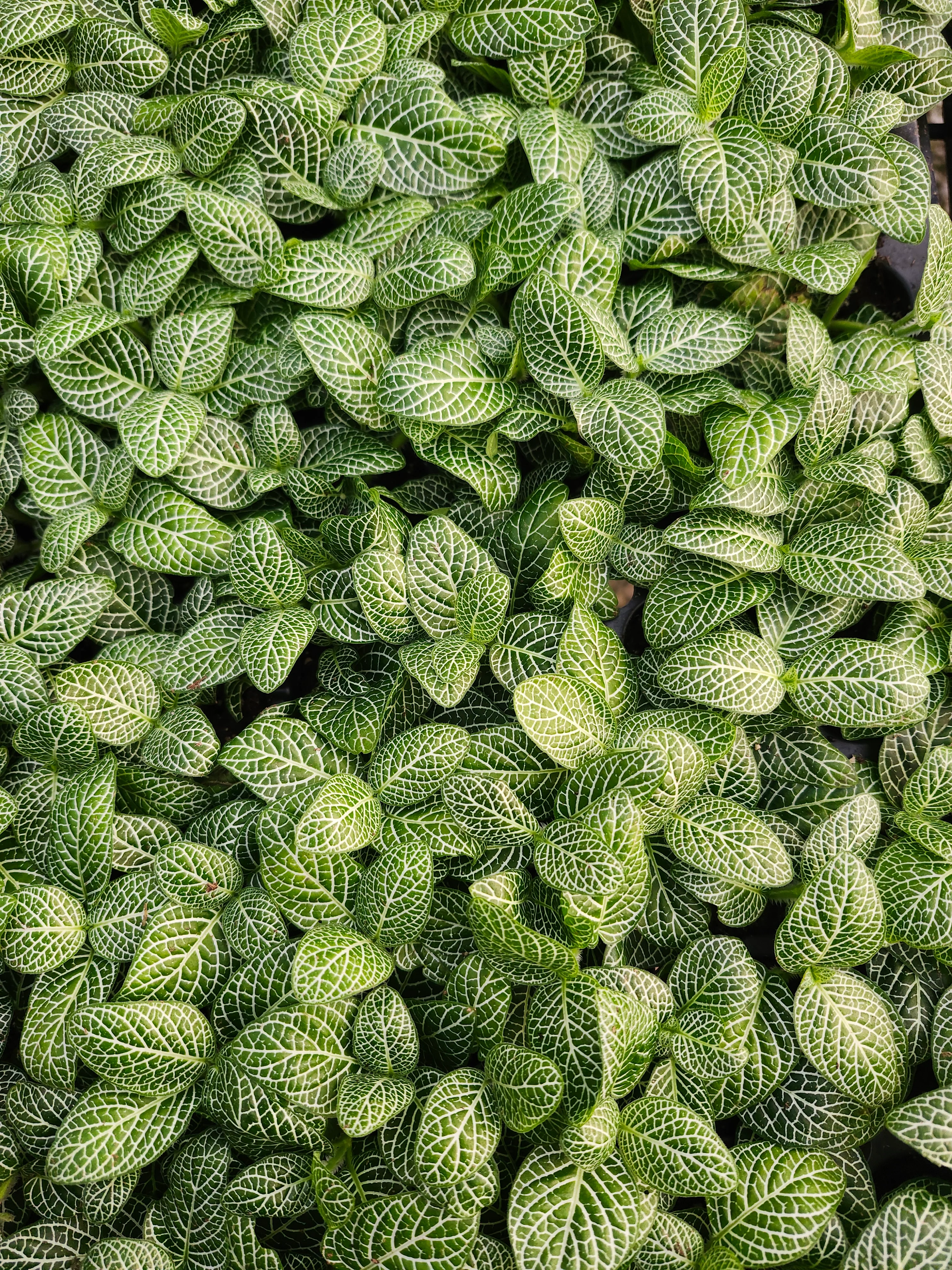 Green Fittonia - Image 4