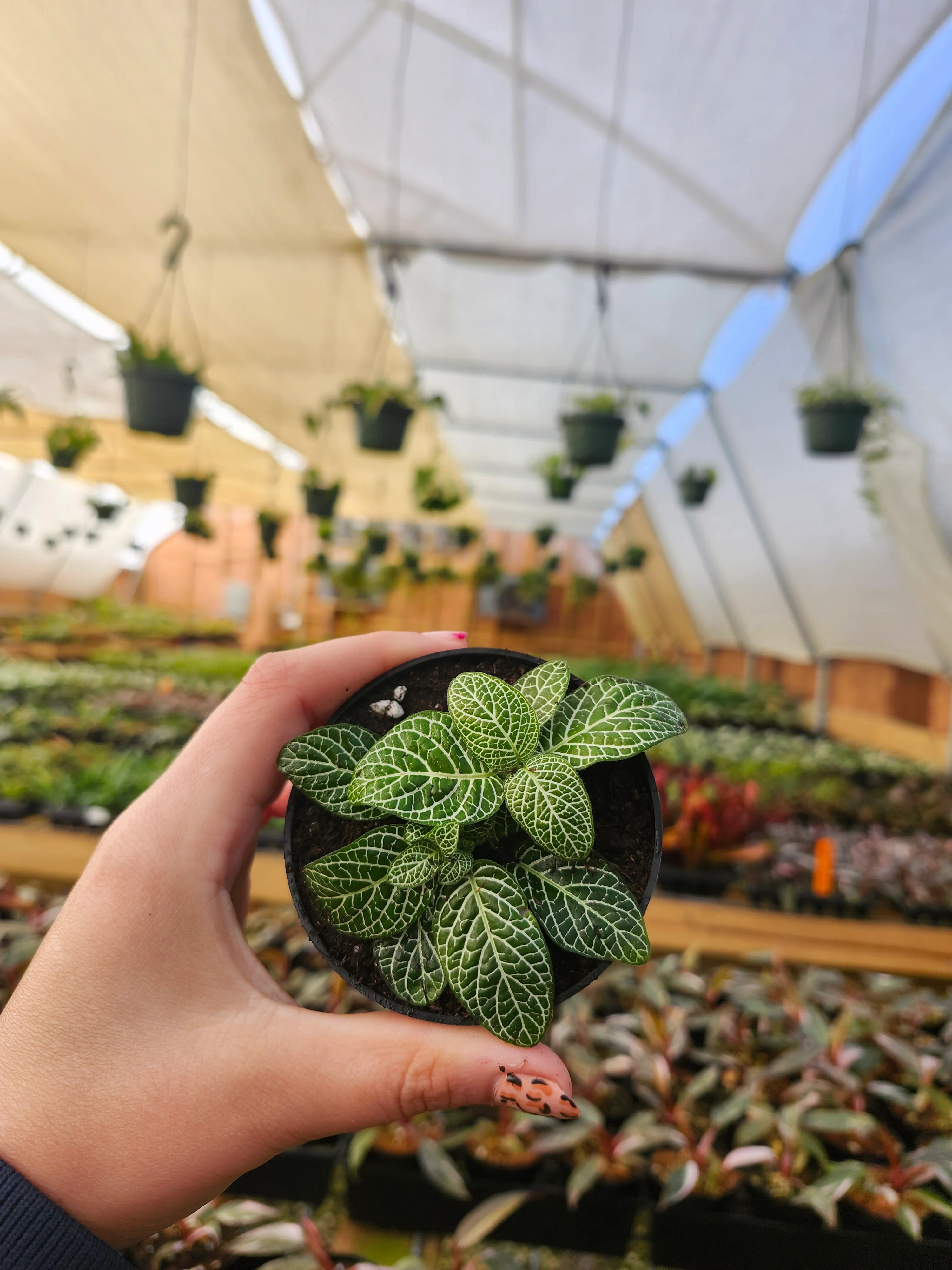 Green Fittonia - Image 5