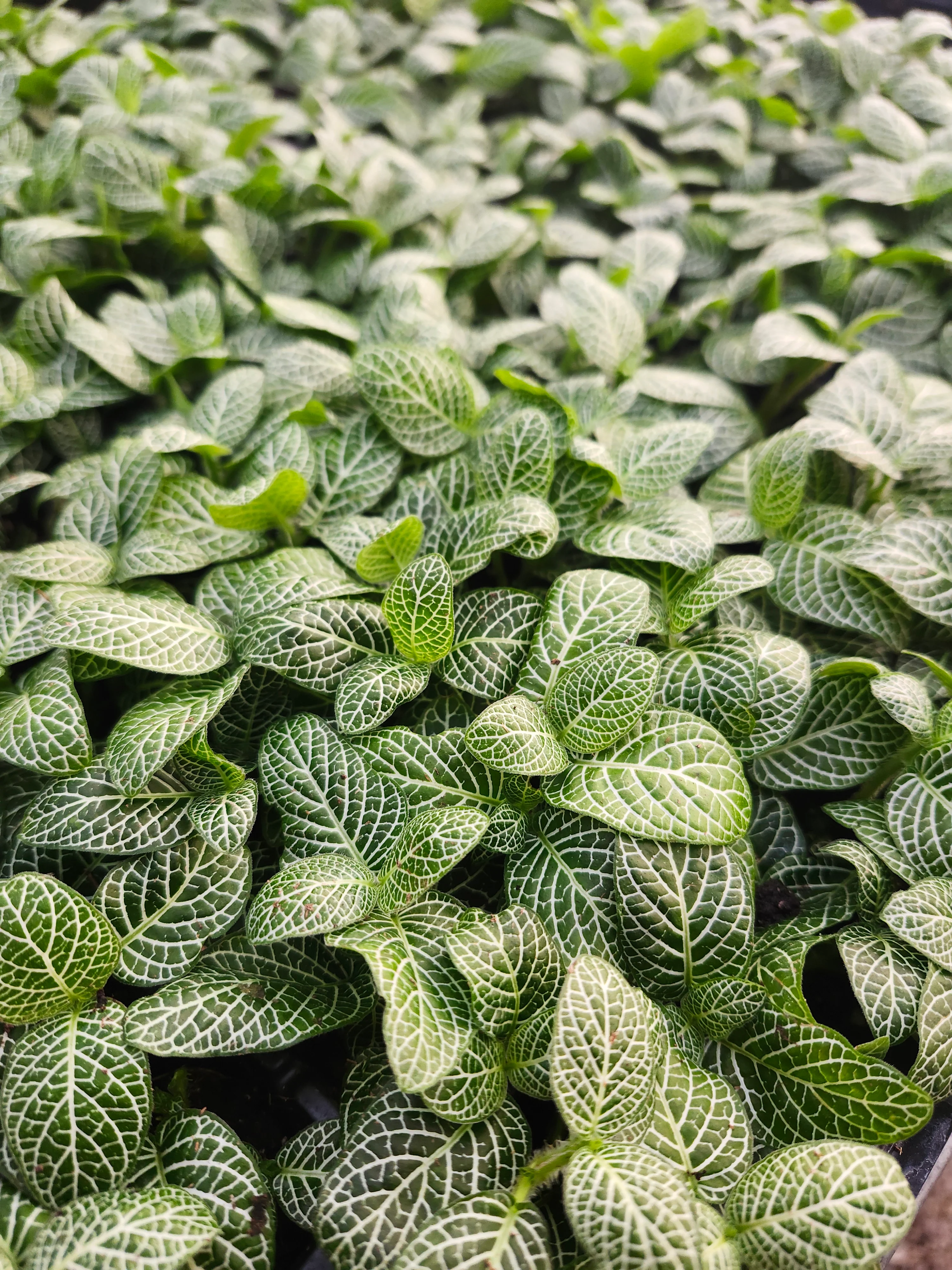 Green Fittonia - Image 6