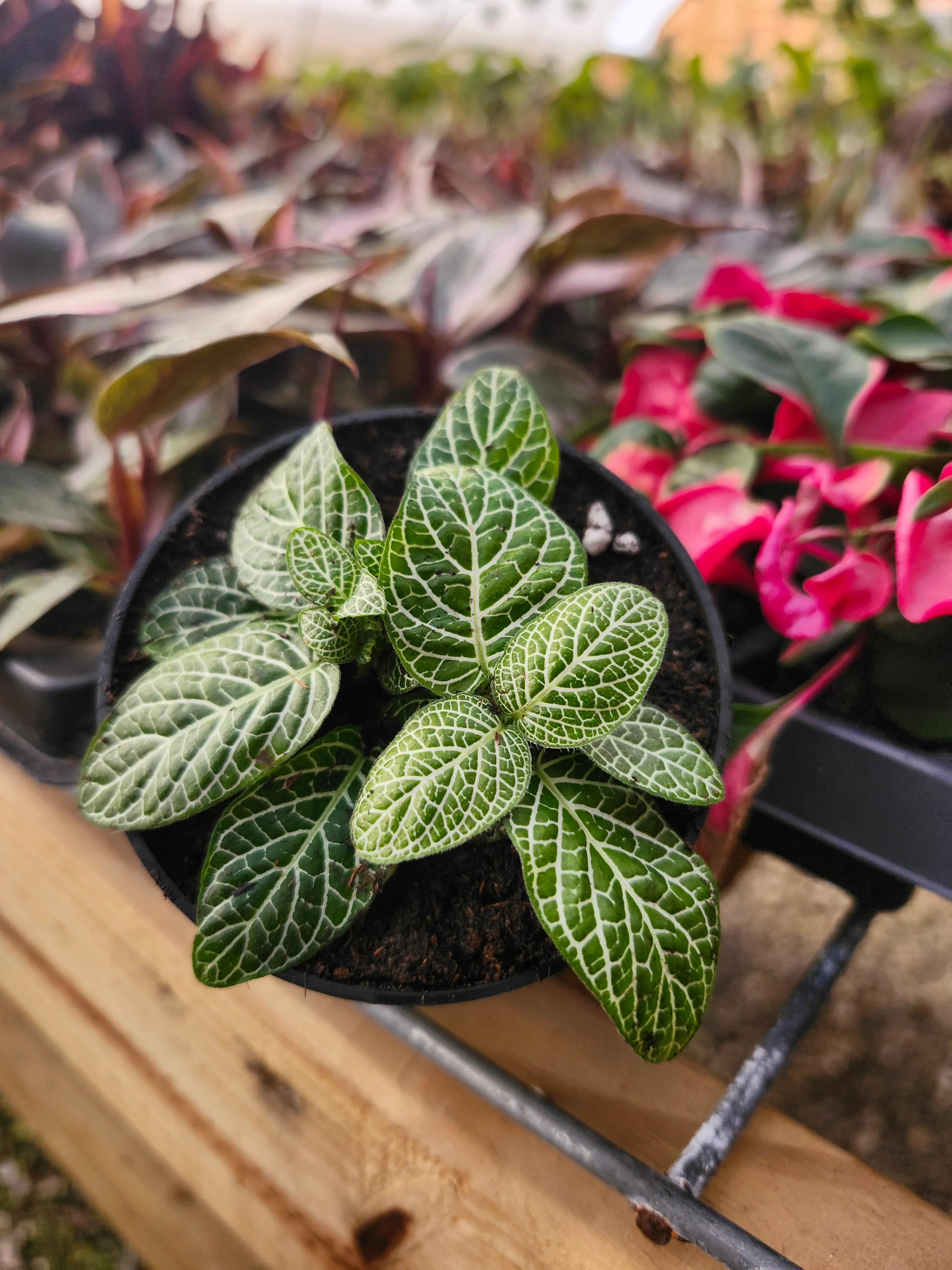 Green Fittonia - Image 7