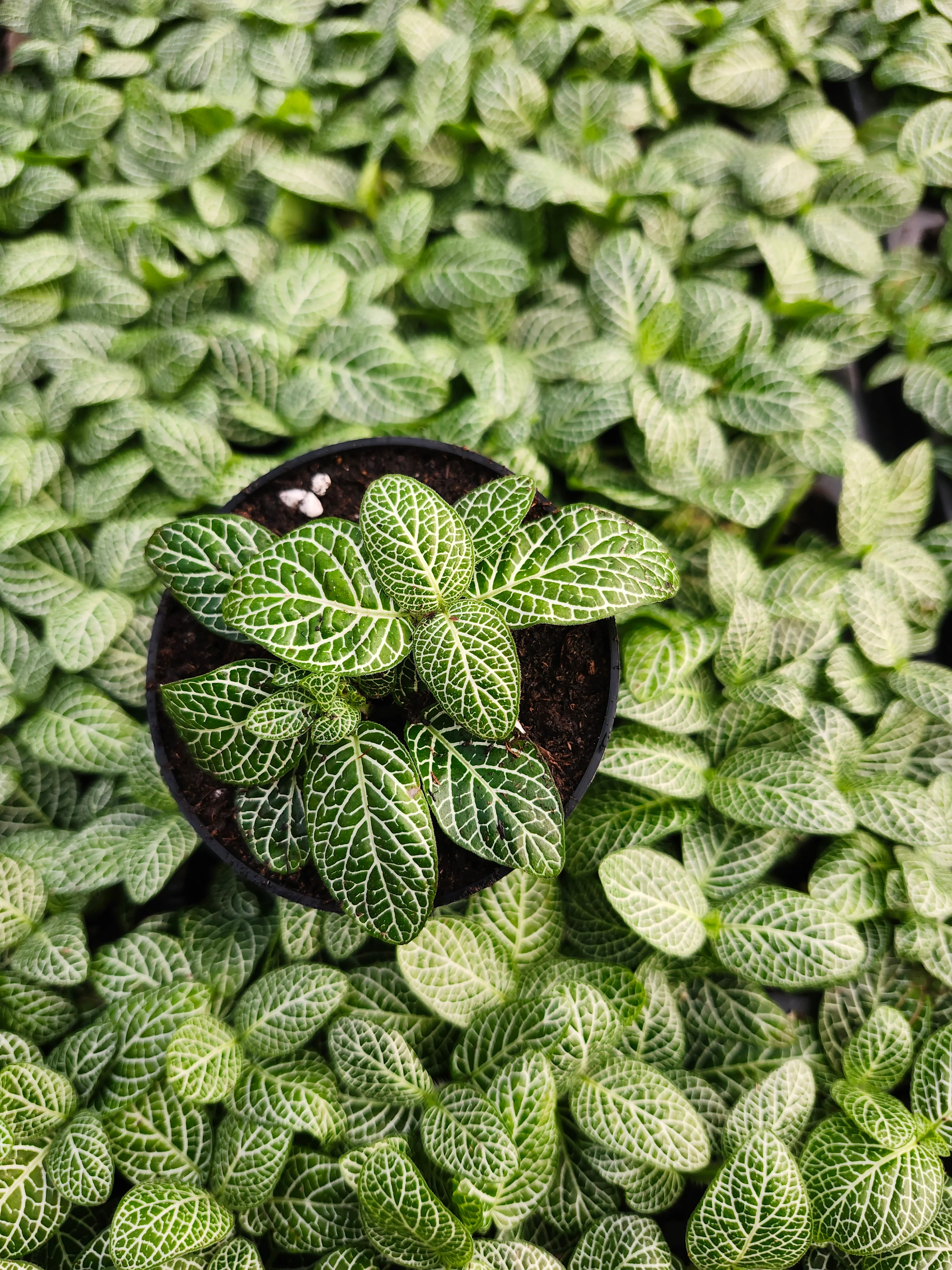 Green Fittonia - Image 8