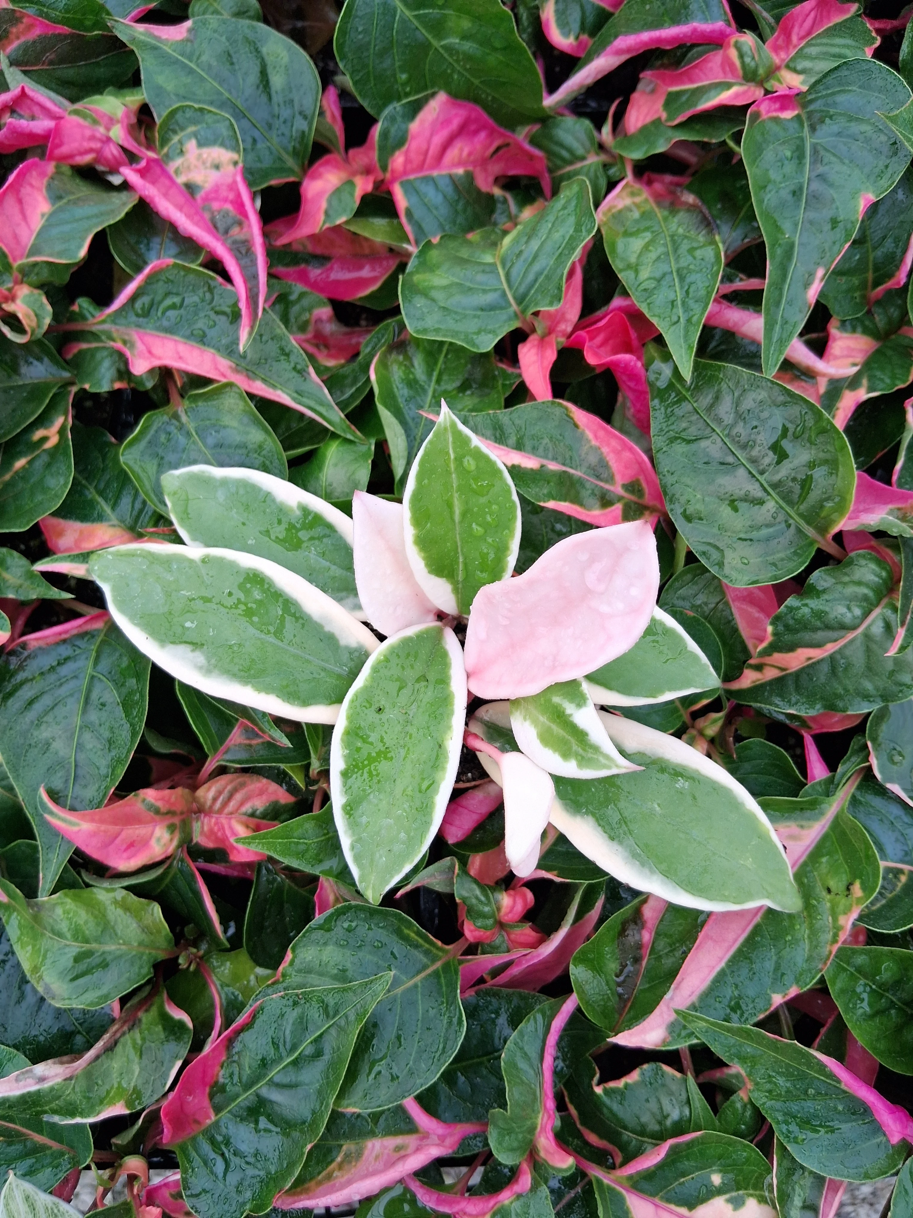 Hoya Carnosa Krimson Queen - Image 4