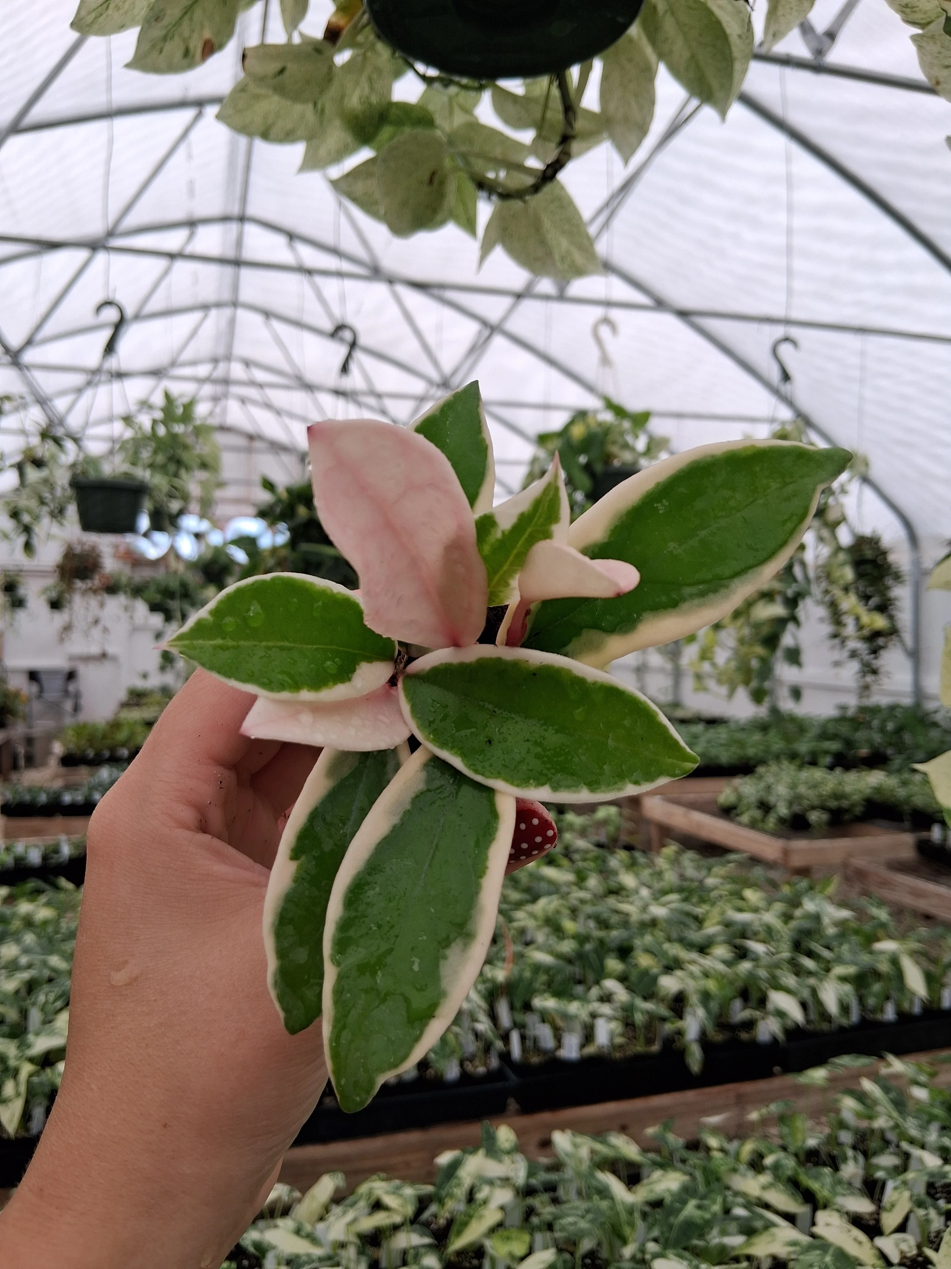 Hoya Carnosa Krimson Queen - Image 6