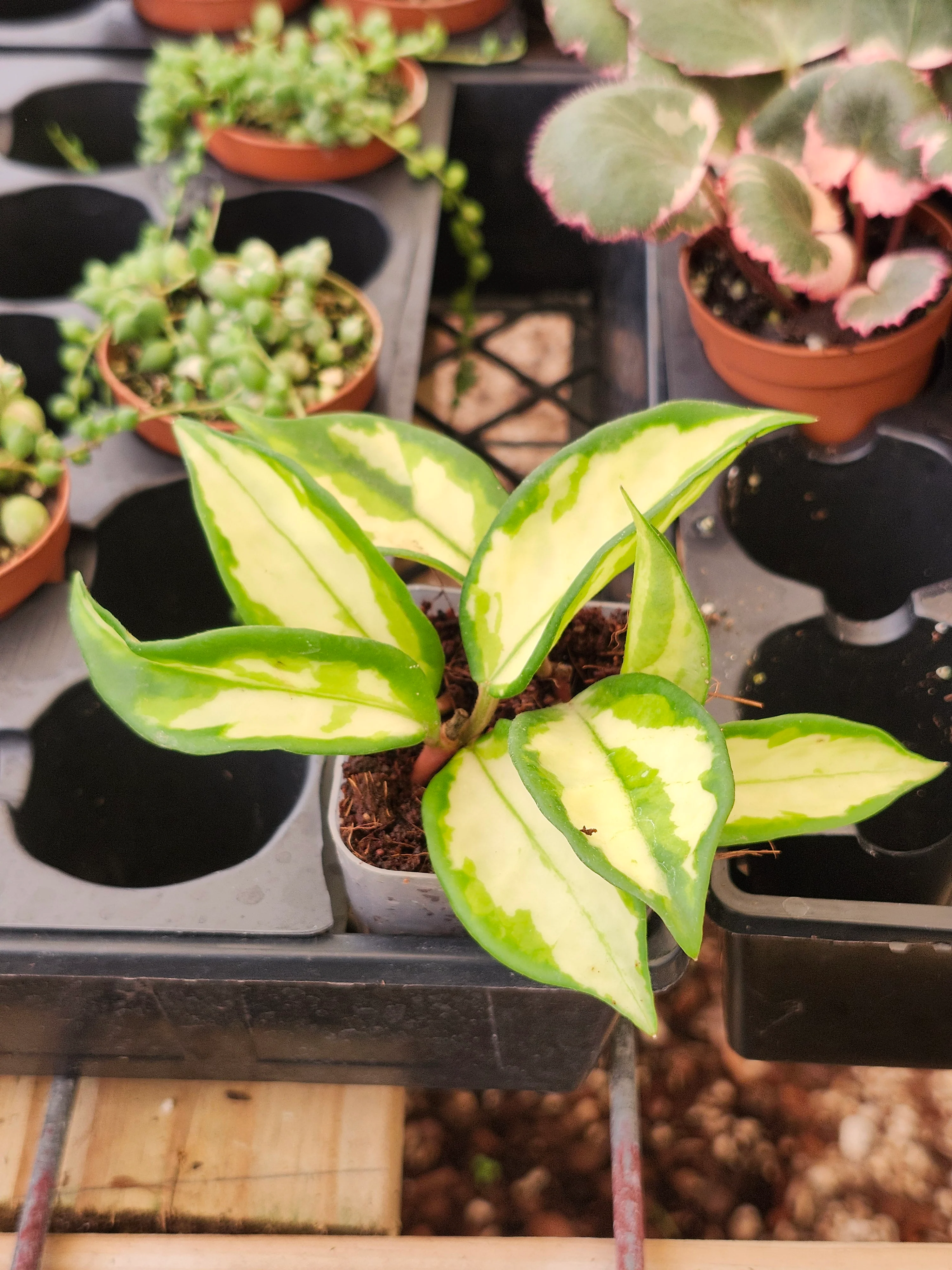 Hoya Carnosa Tricolor - Image 3