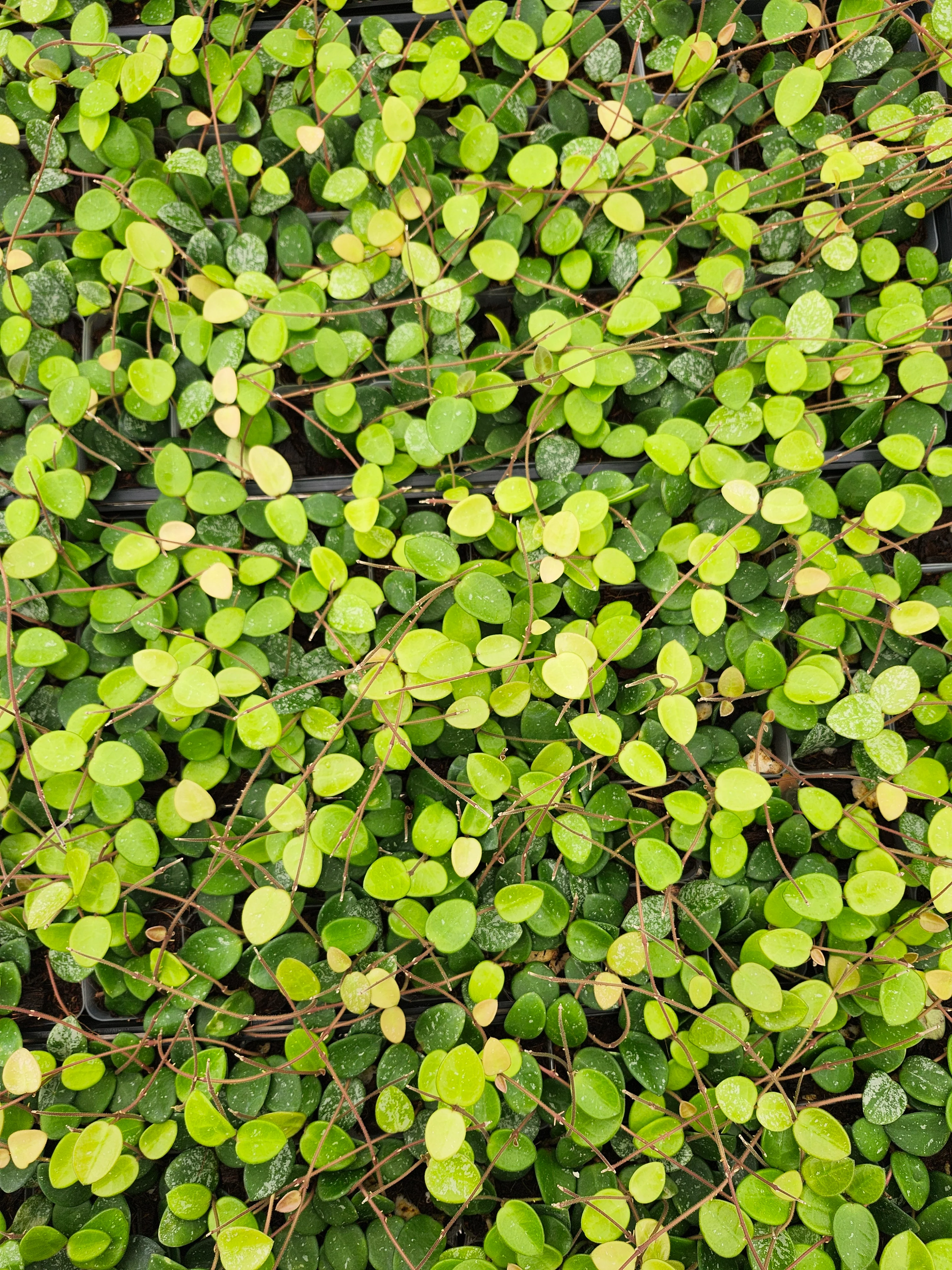 Hoya Mathilde Splash - Image 5