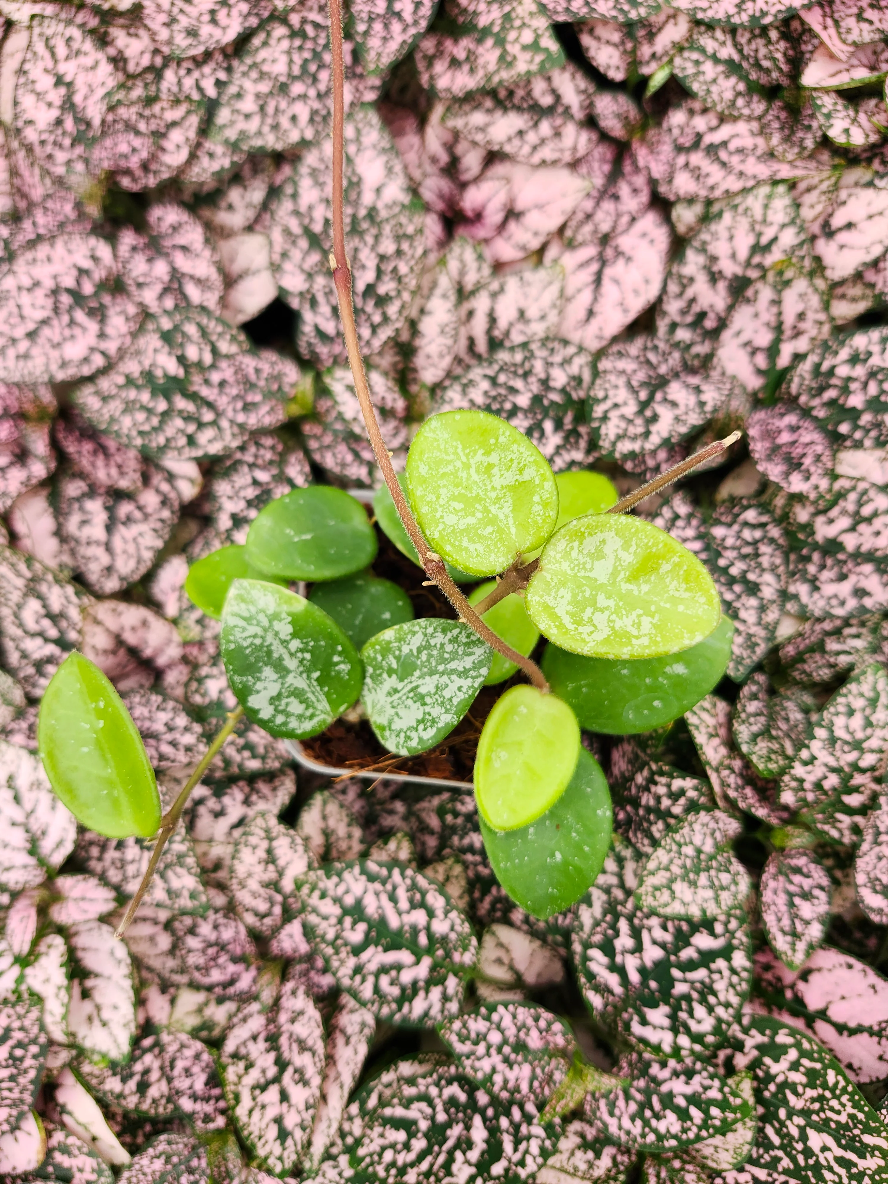 Hoya Mathilde Splash - Image 6