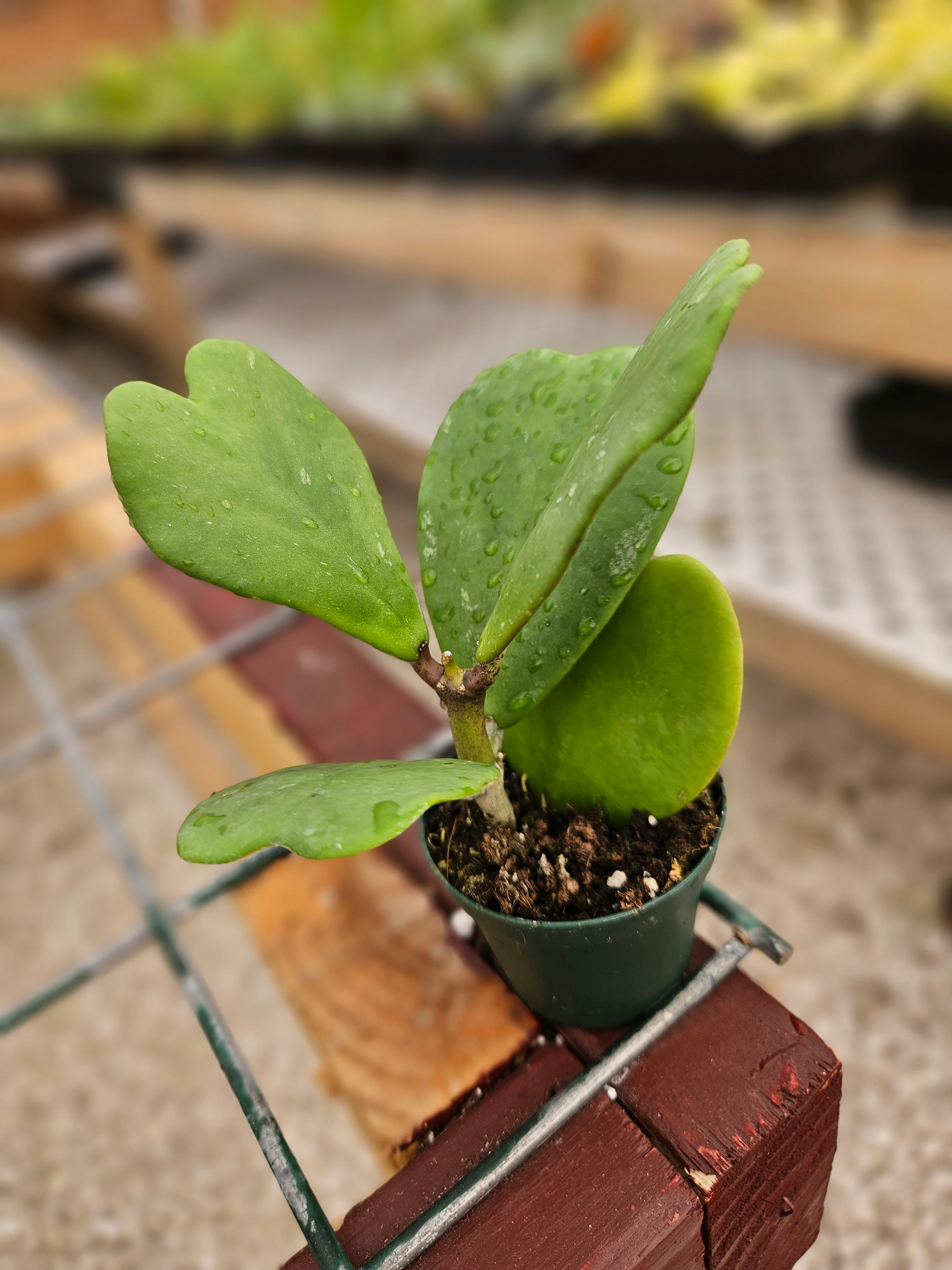 Hoya Kerri Vines - Image 10