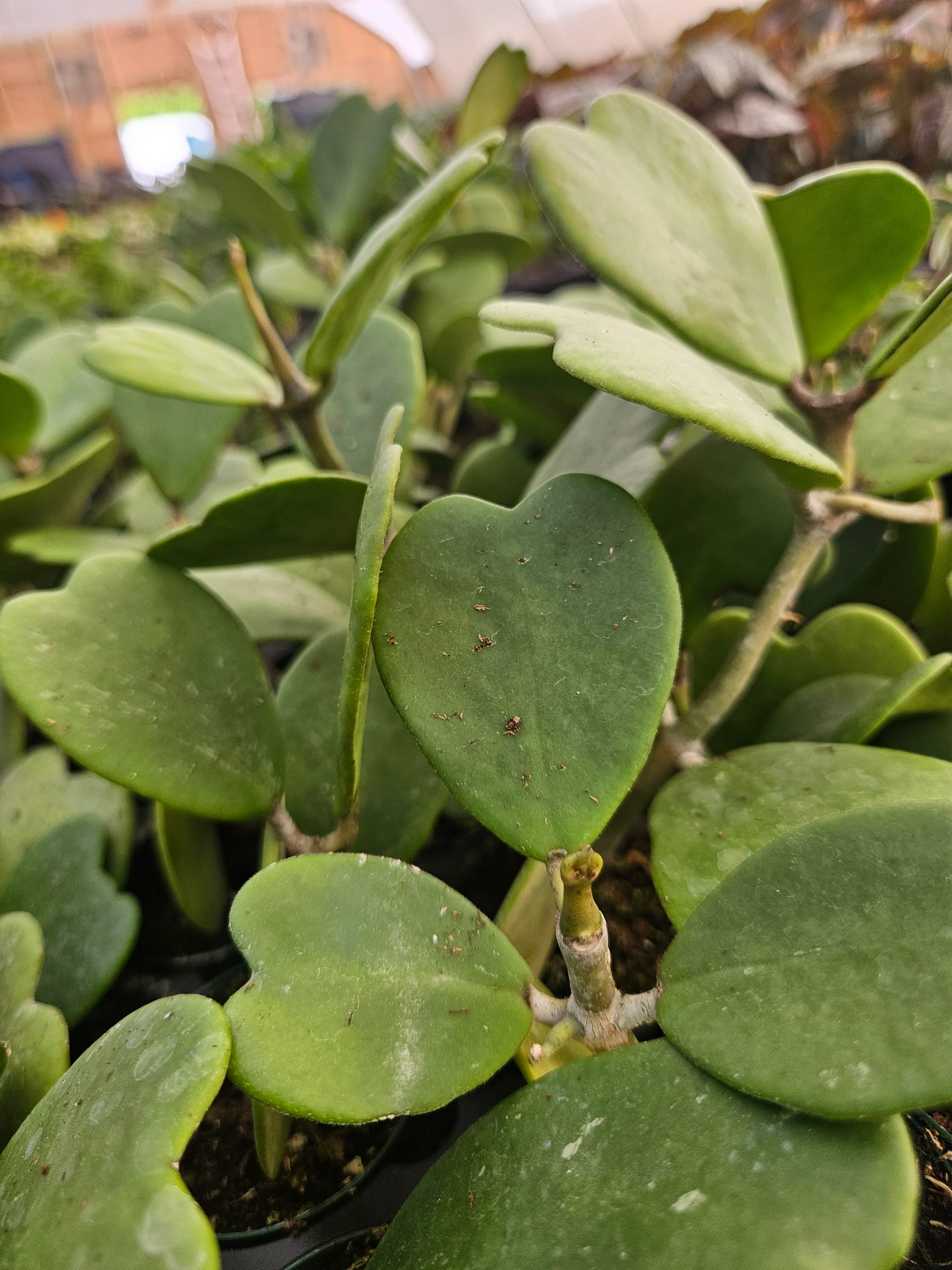 Hoya Kerri Vines - Image 2