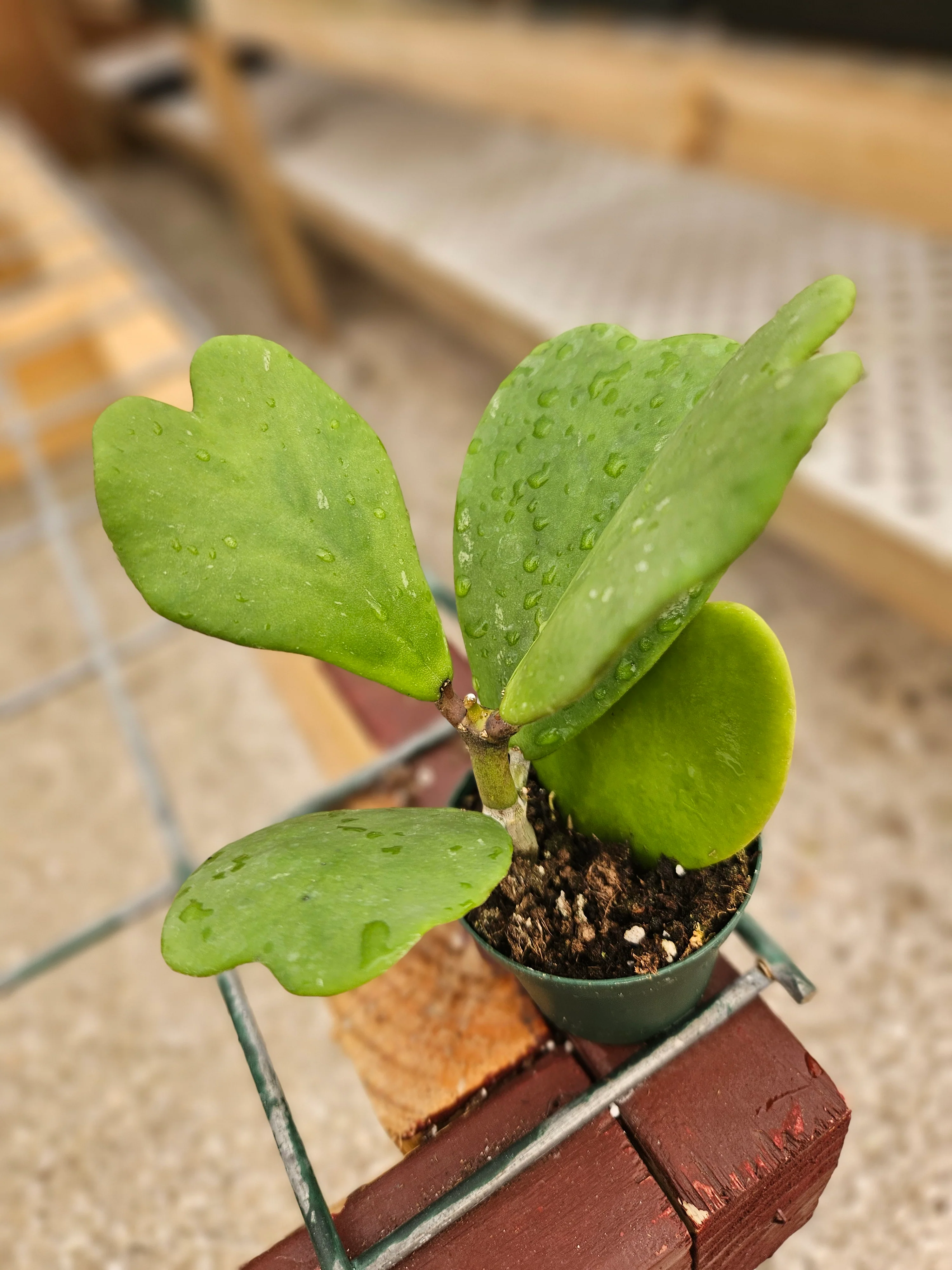 Hoya Kerri Vines - Image 3