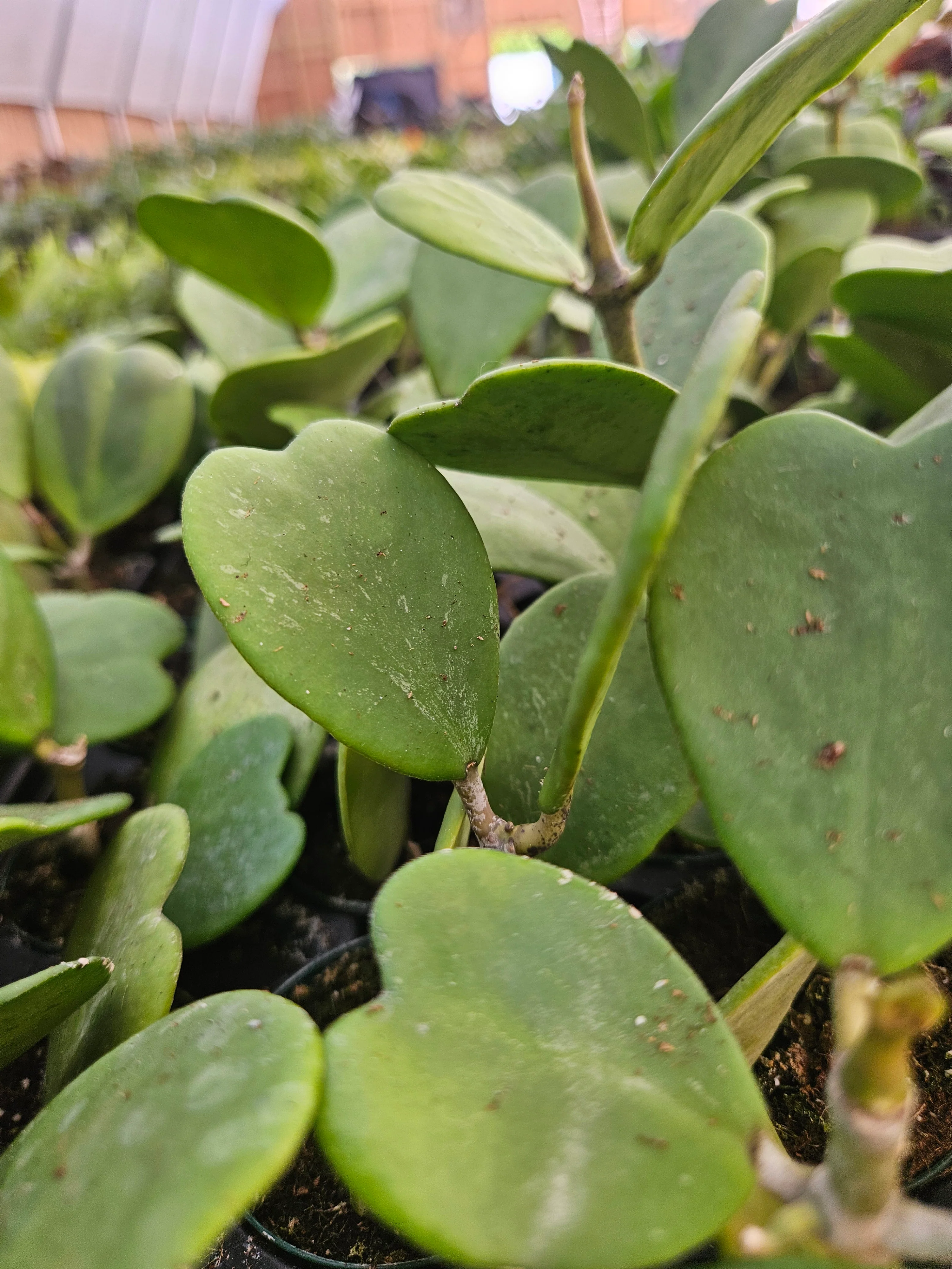 Hoya Kerri Vines - Image 4