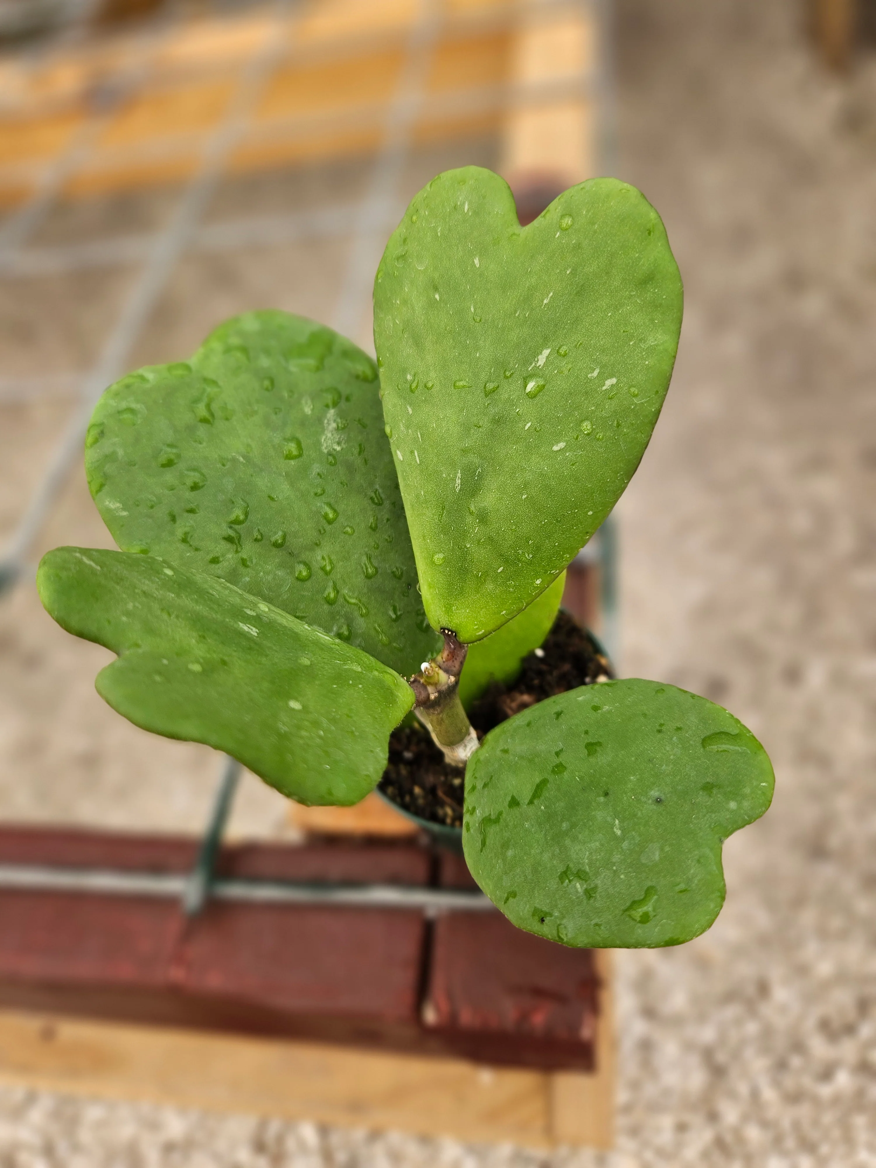 Hoya Kerri Vines - Image 6