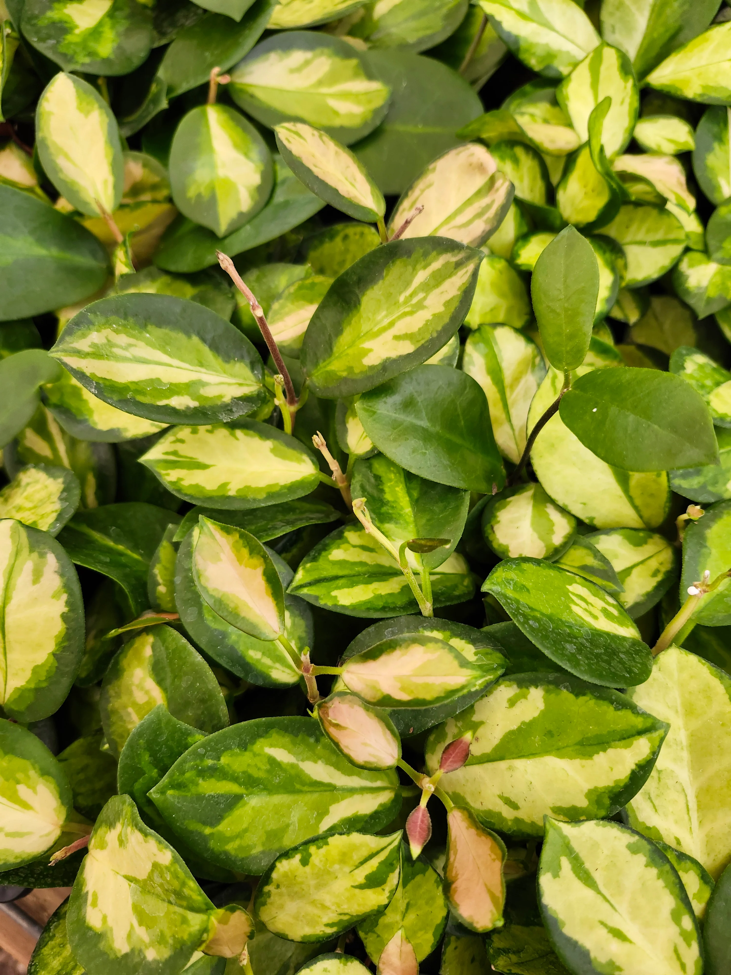 Hoya Lisa