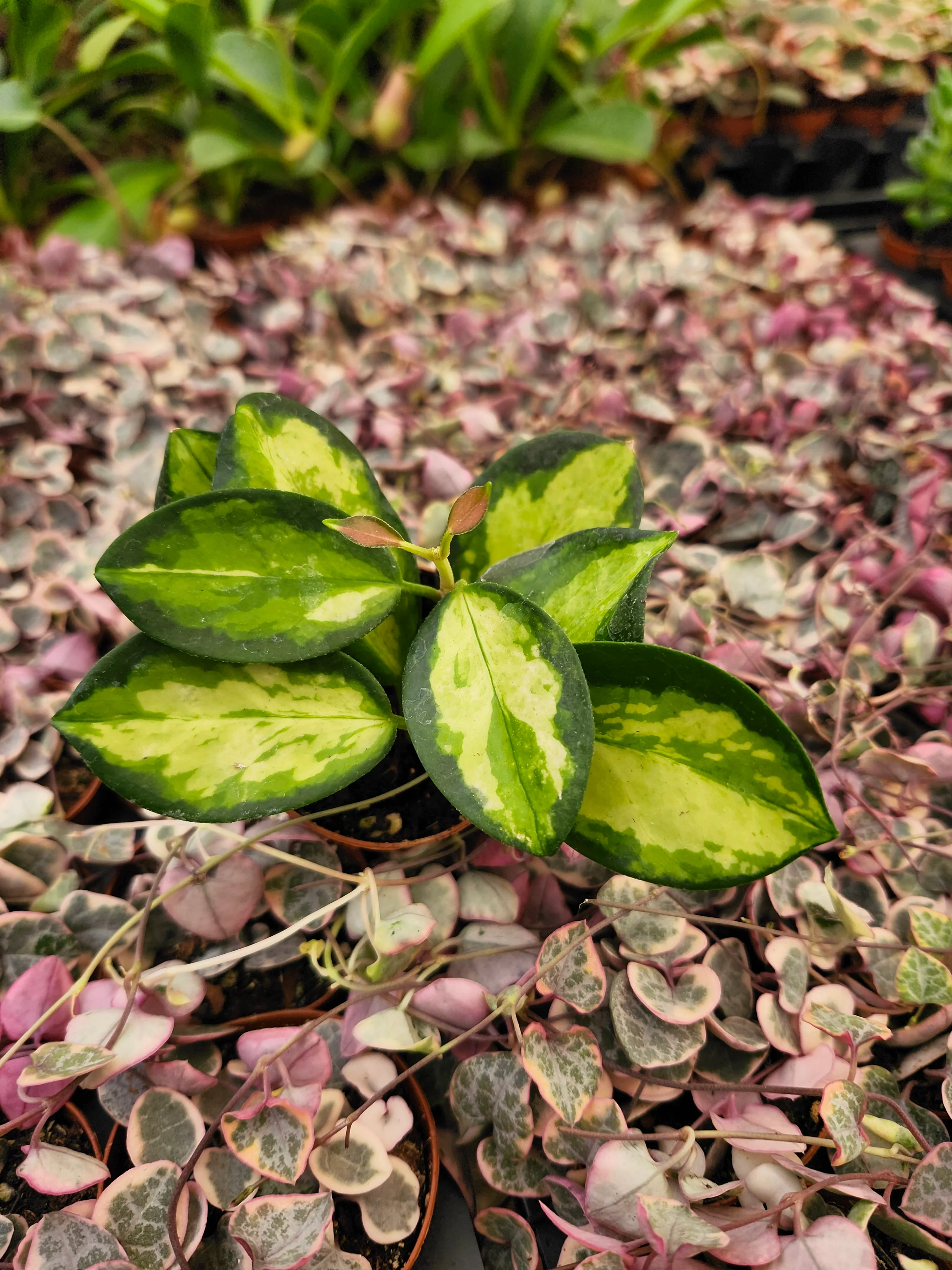 Hoya Lisa - Image 4