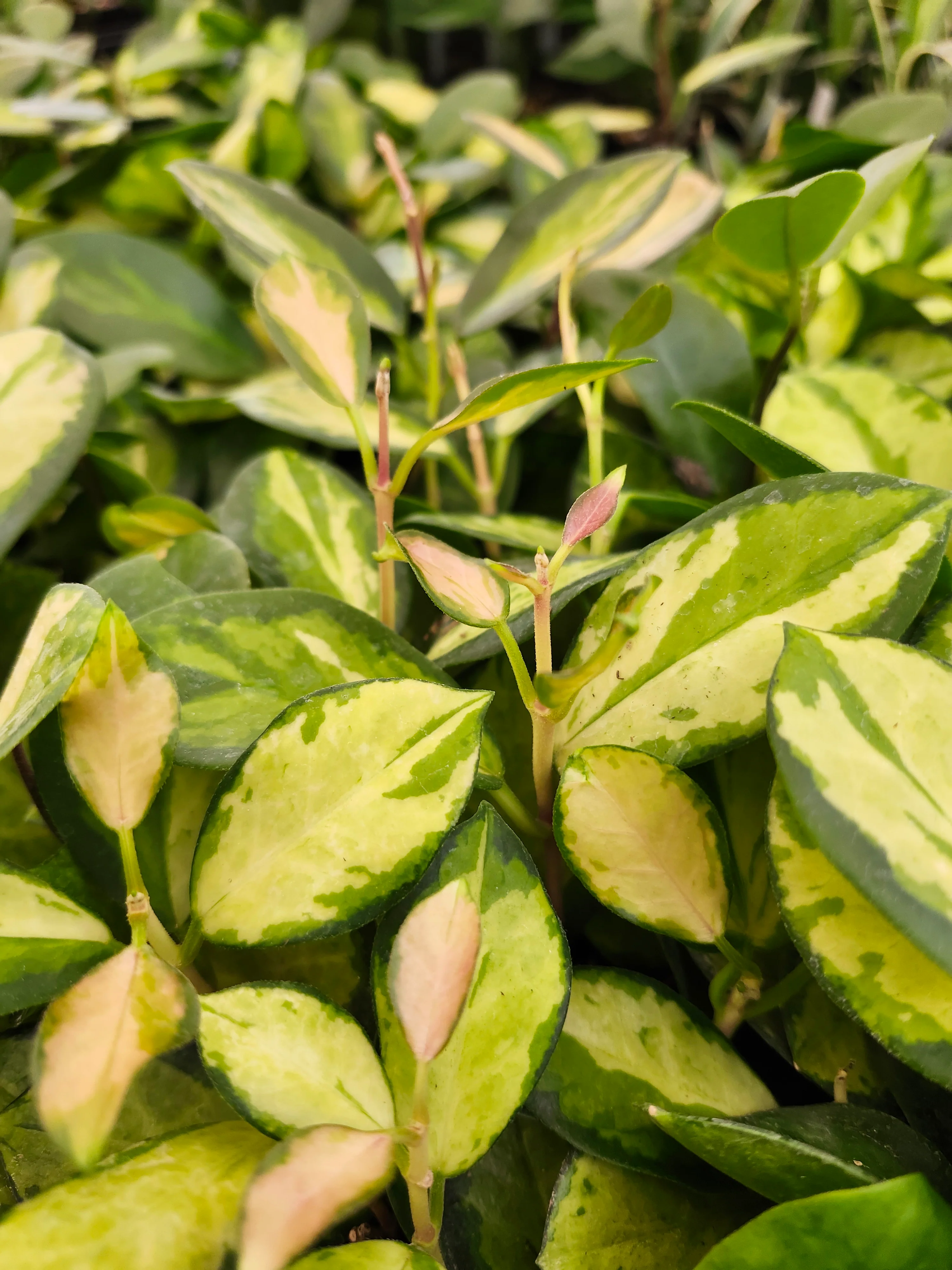 Hoya Lisa - Image 7