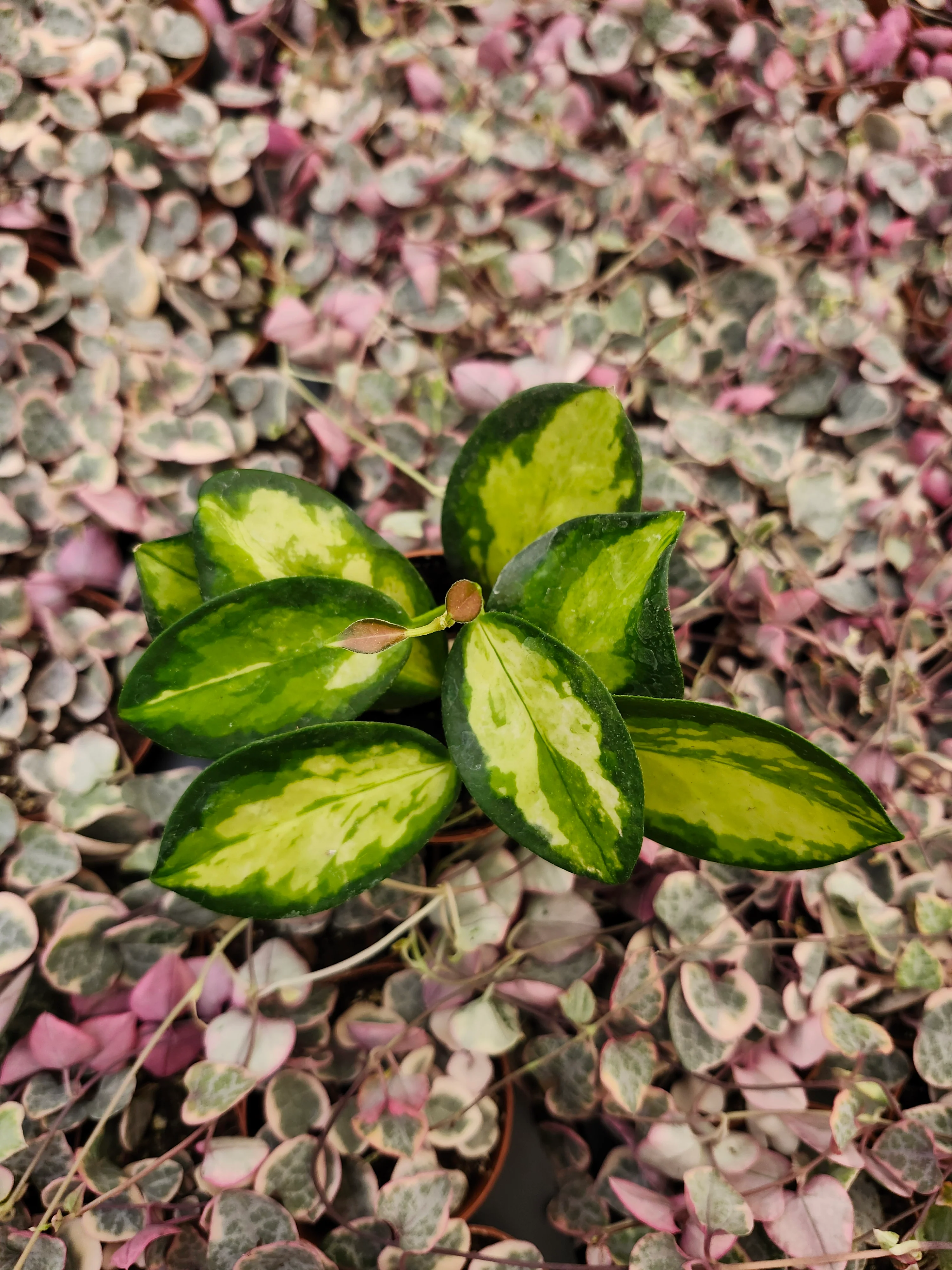 Hoya Lisa - Image 8