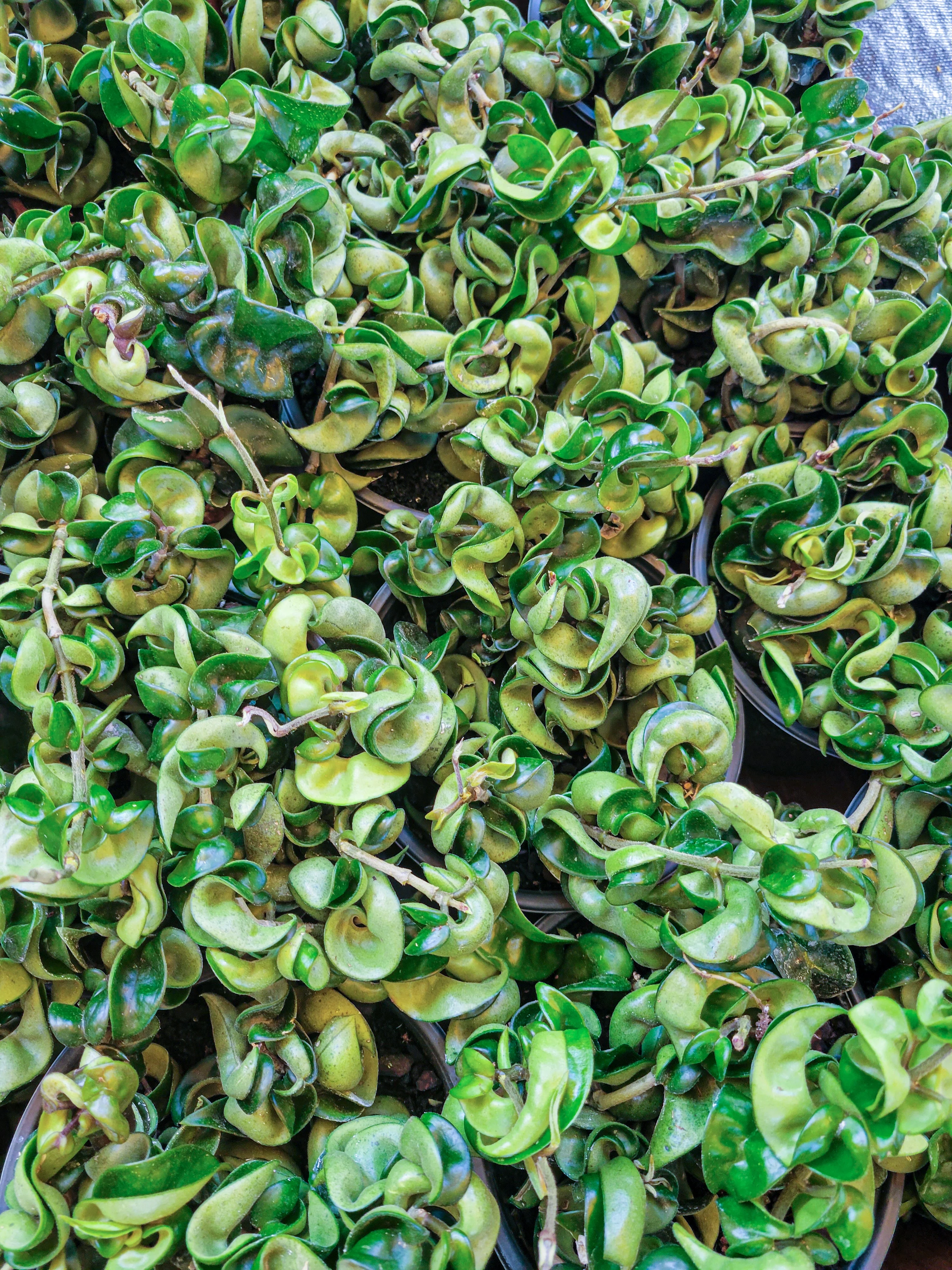 Hoya Hindu Rope - Image 4