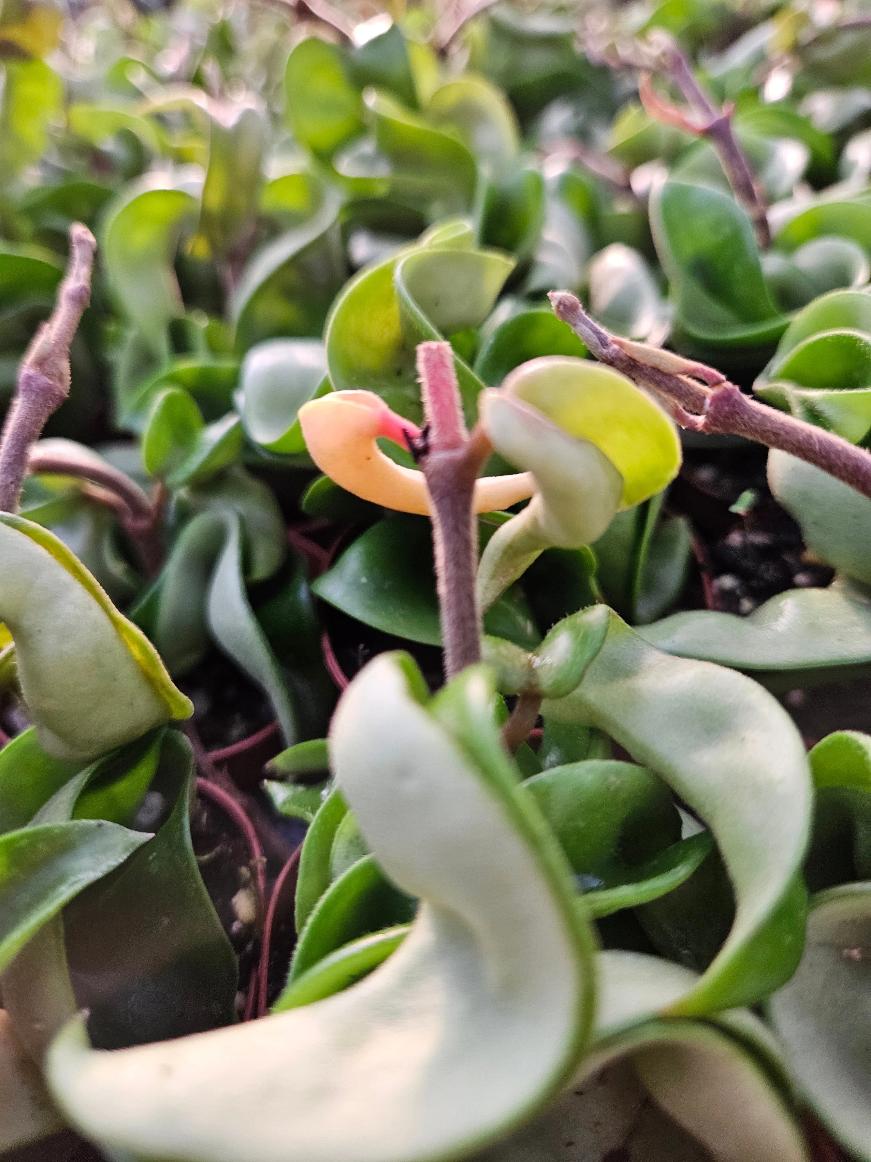 Hoya Hindu Rope - Image 9