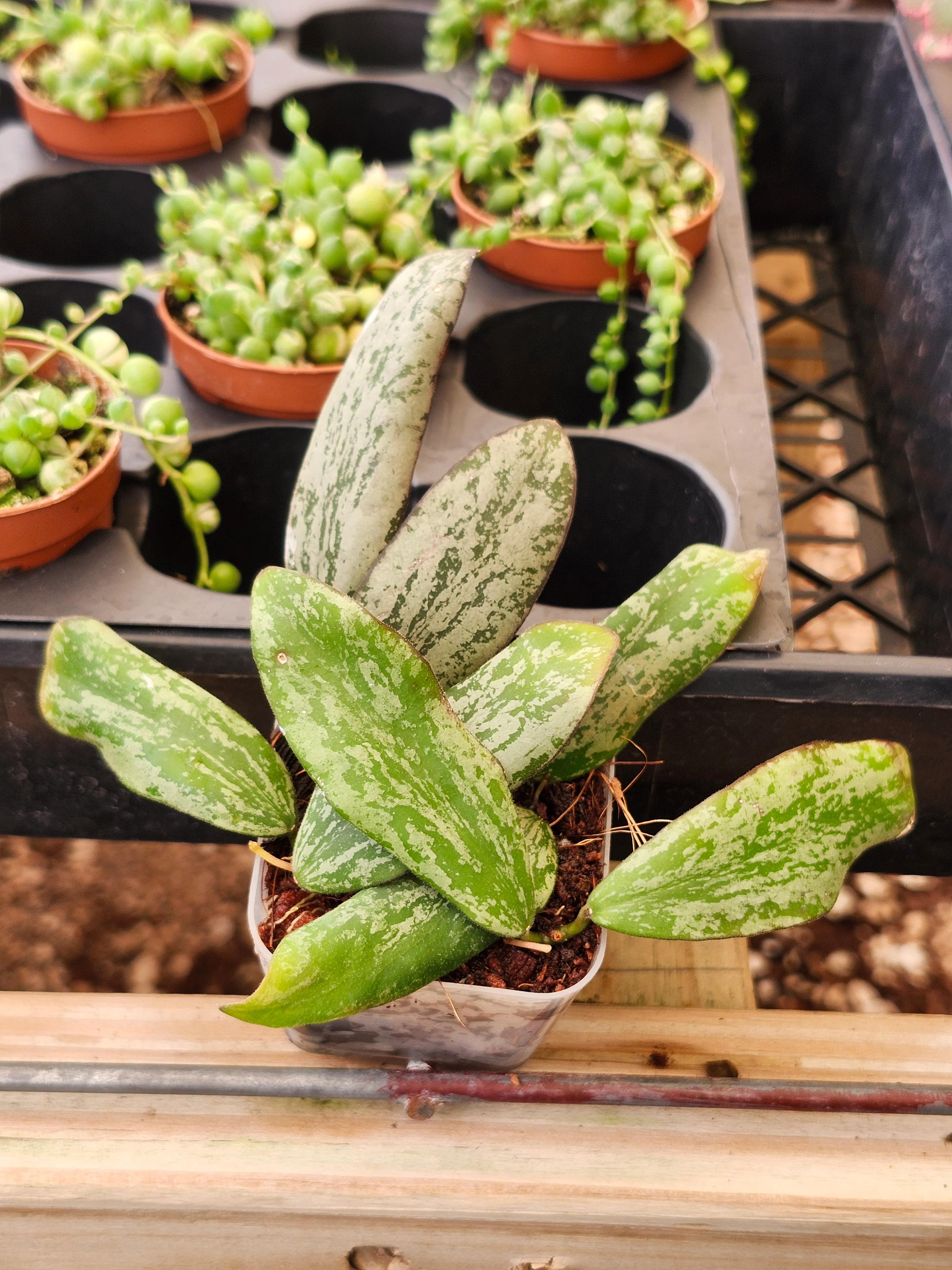 Hoya Sigillatis Silver - Image 4