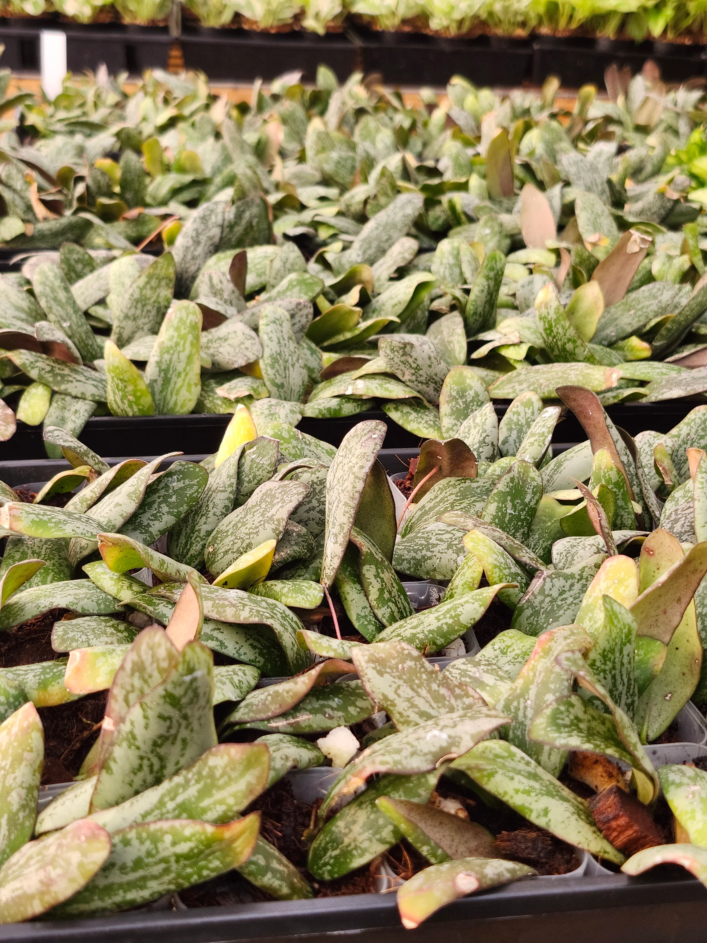 Hoya Sigillatis Silver - Image 5