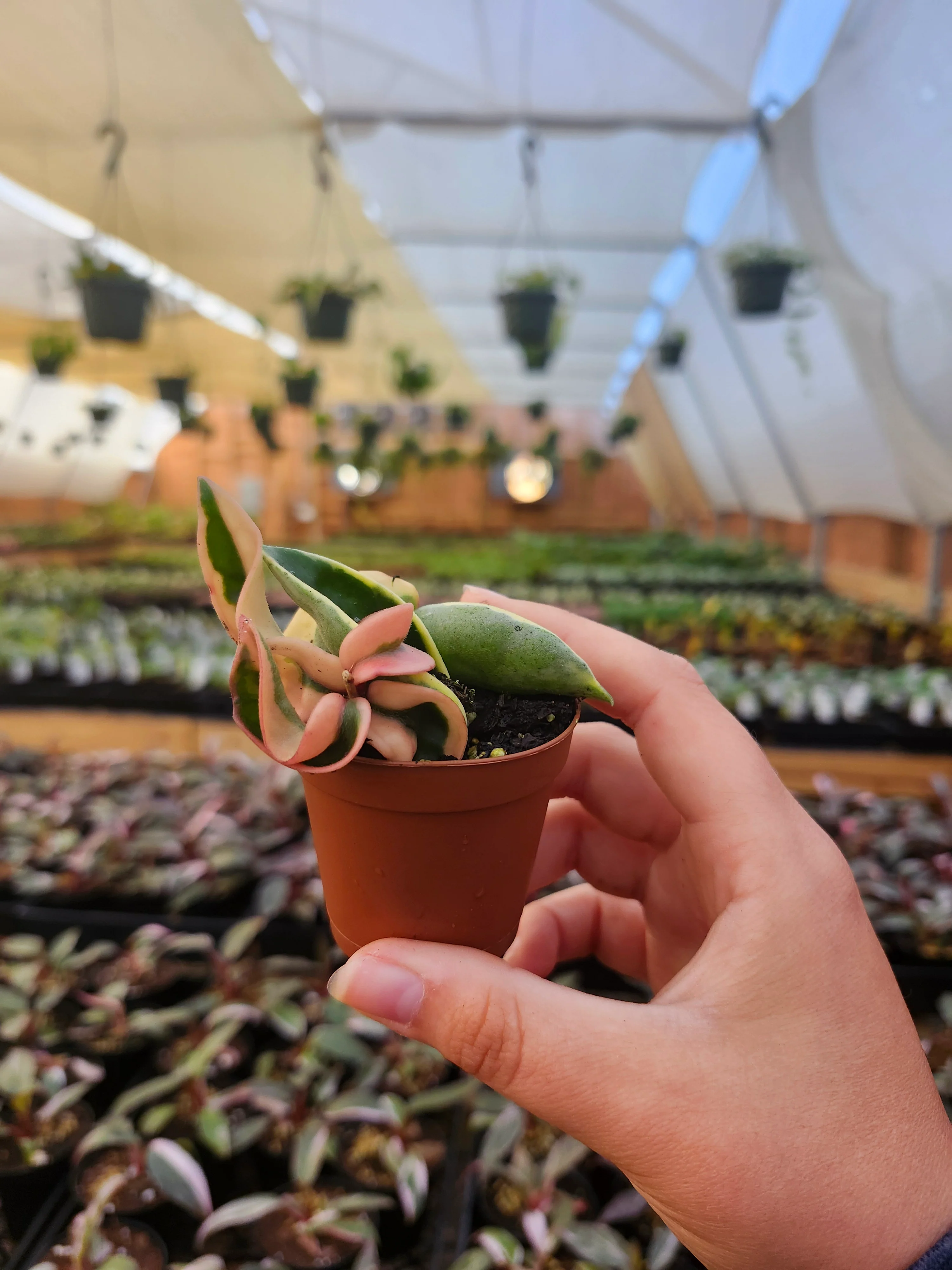 Hoya Variegated Rope - Image 3