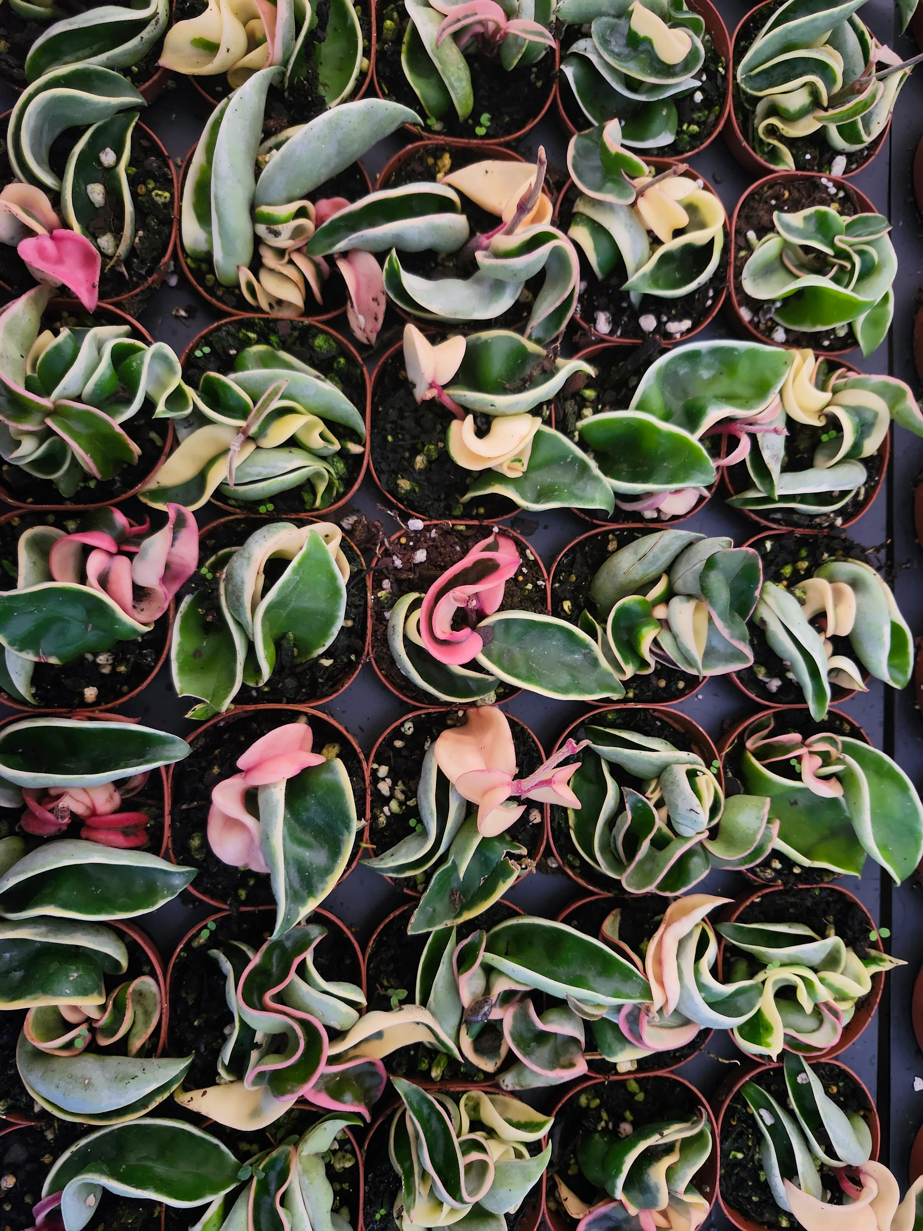 Hoya Variegated Rope - Image 4