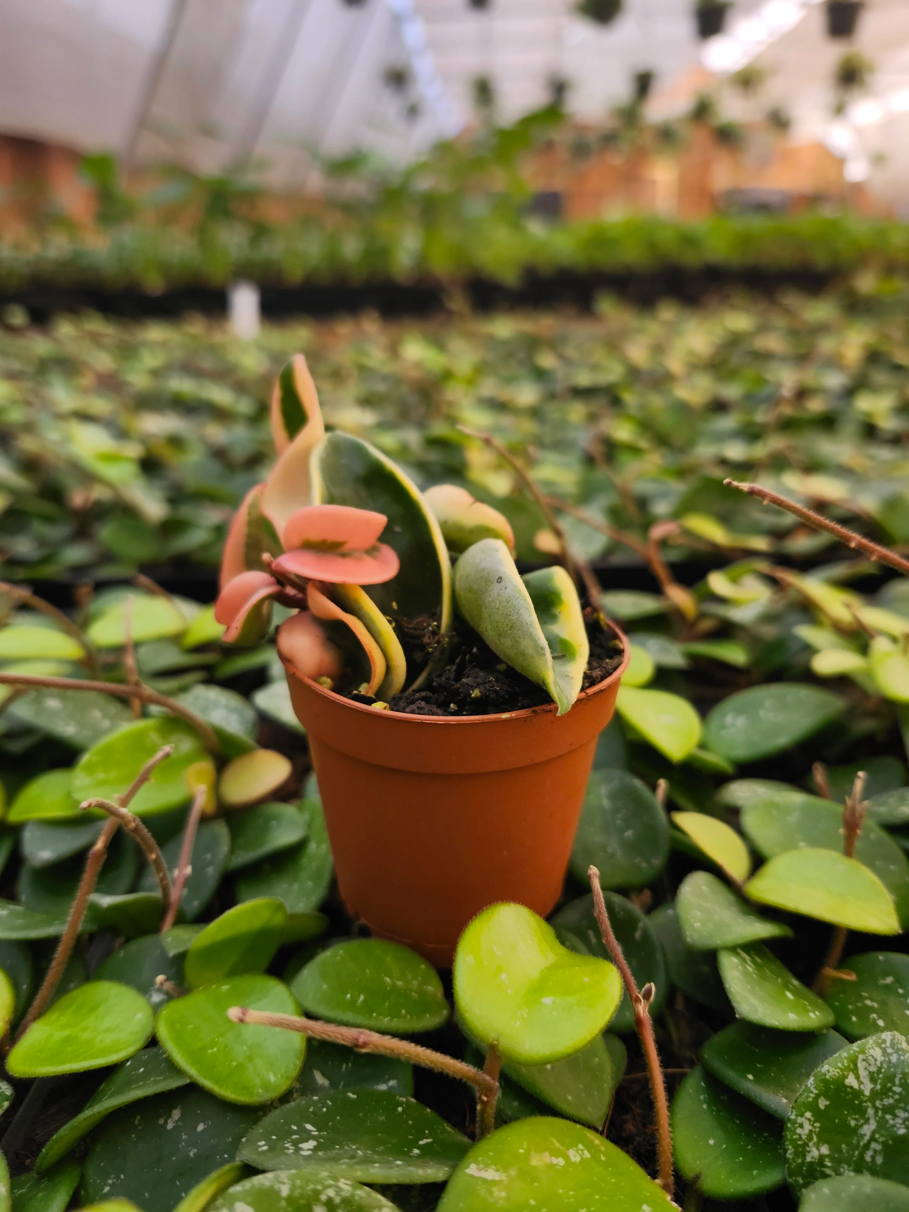 Hoya Variegated Rope - Image 5