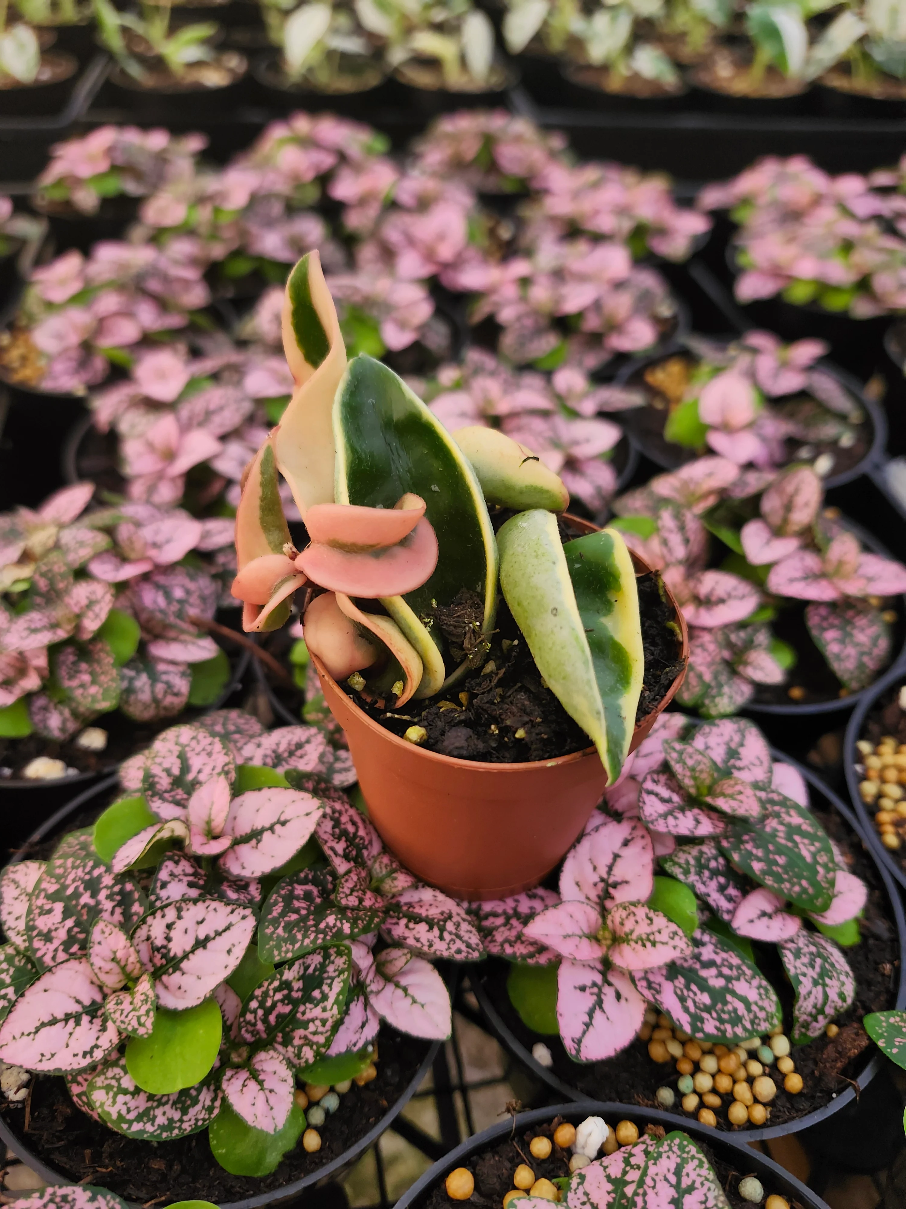 Hoya Variegated Rope - Image 6