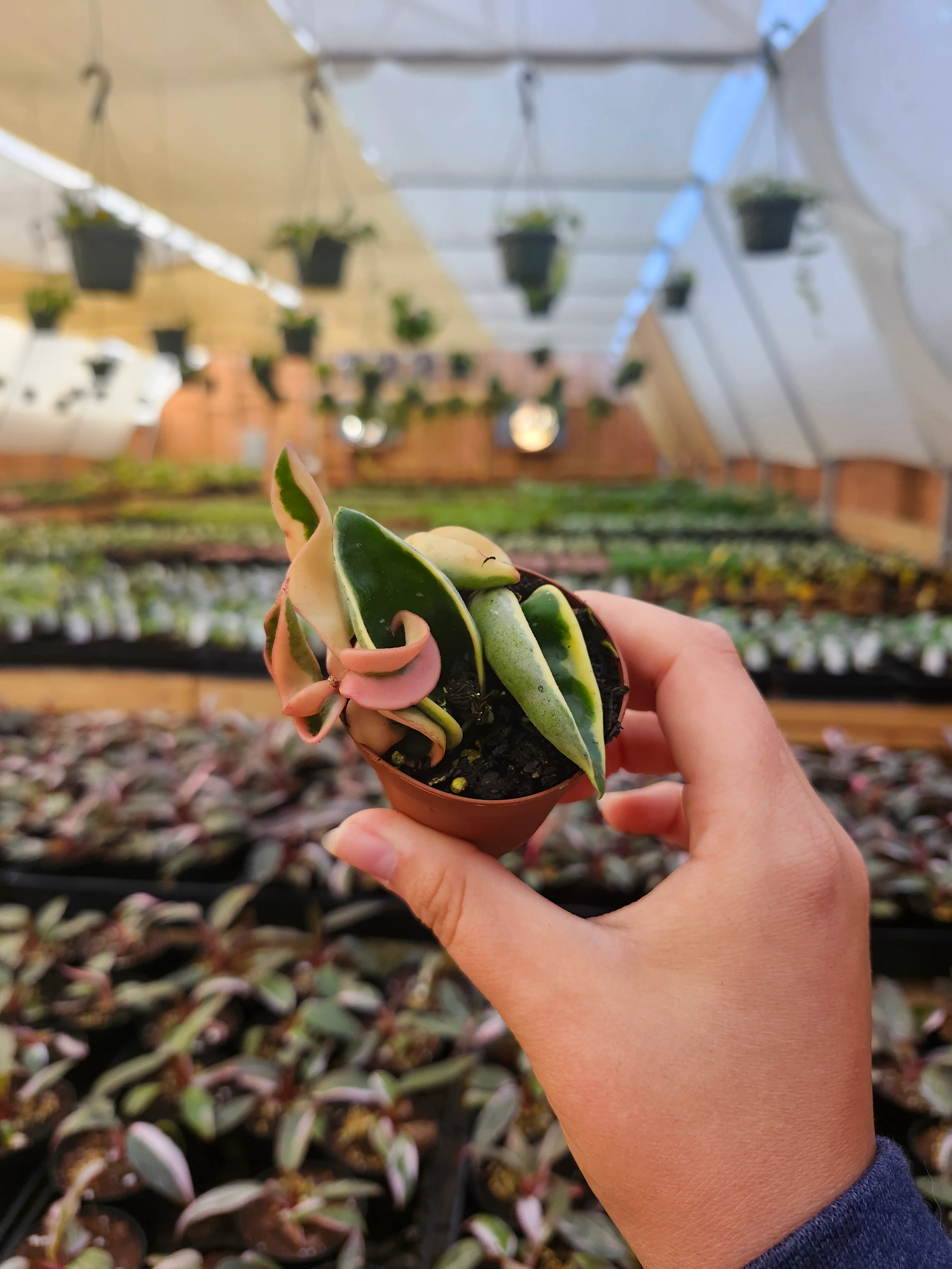 Hoya Variegated Rope - Image 7