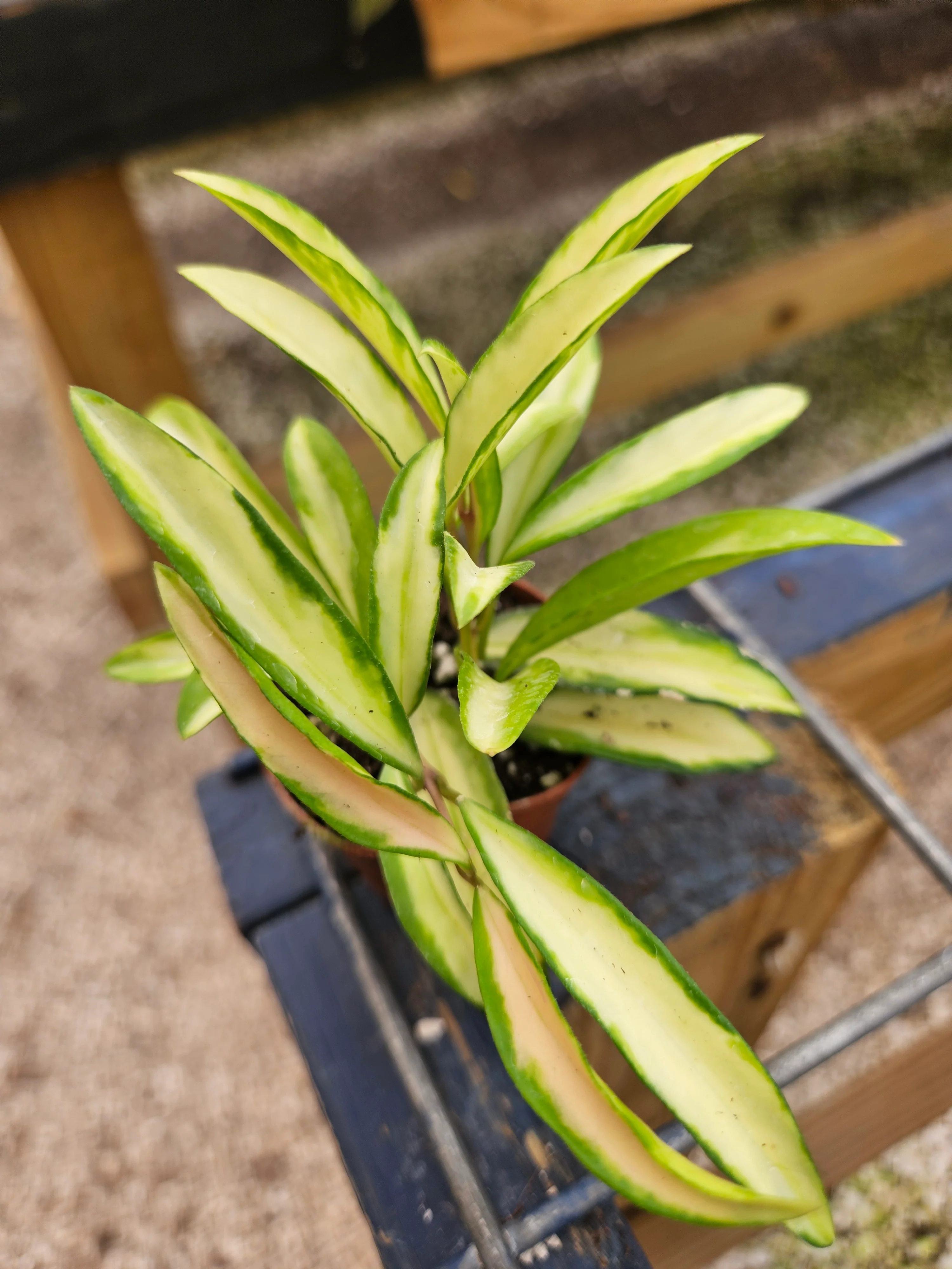 Hoya Wayetii Tricolor - Image 3