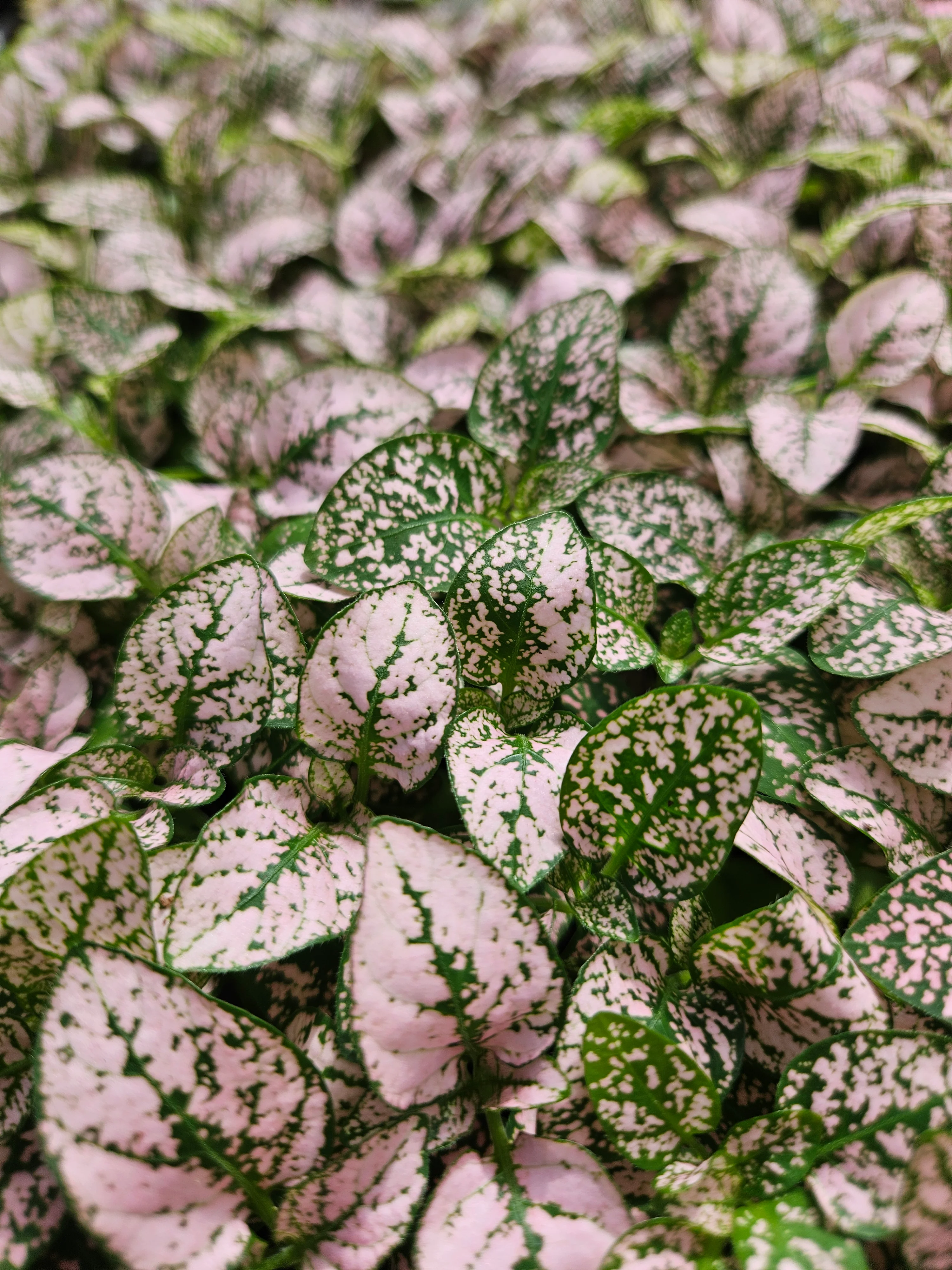 Pink Polka Dot Splash