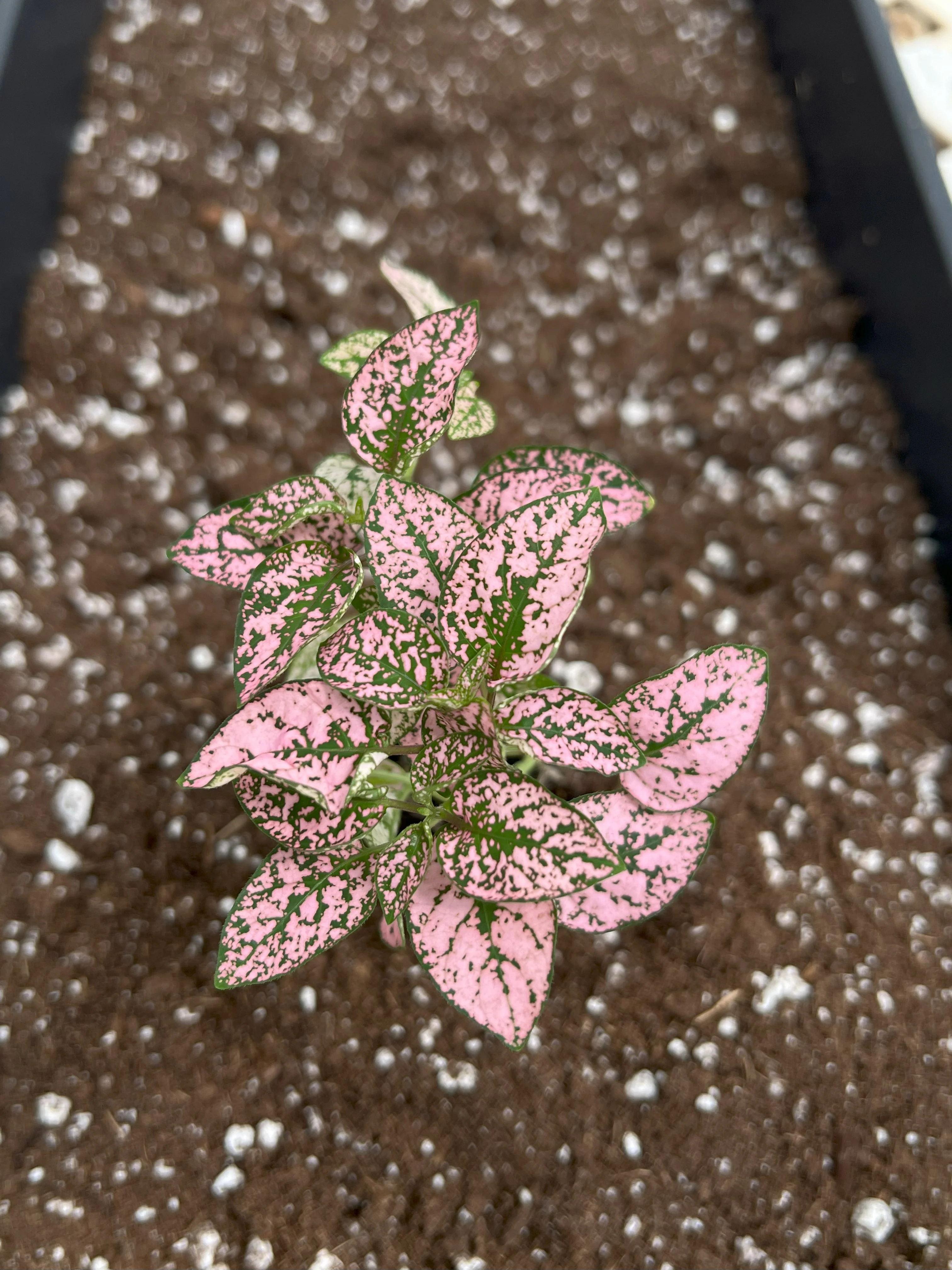 Pink Polka Dot Splash - Image 3
