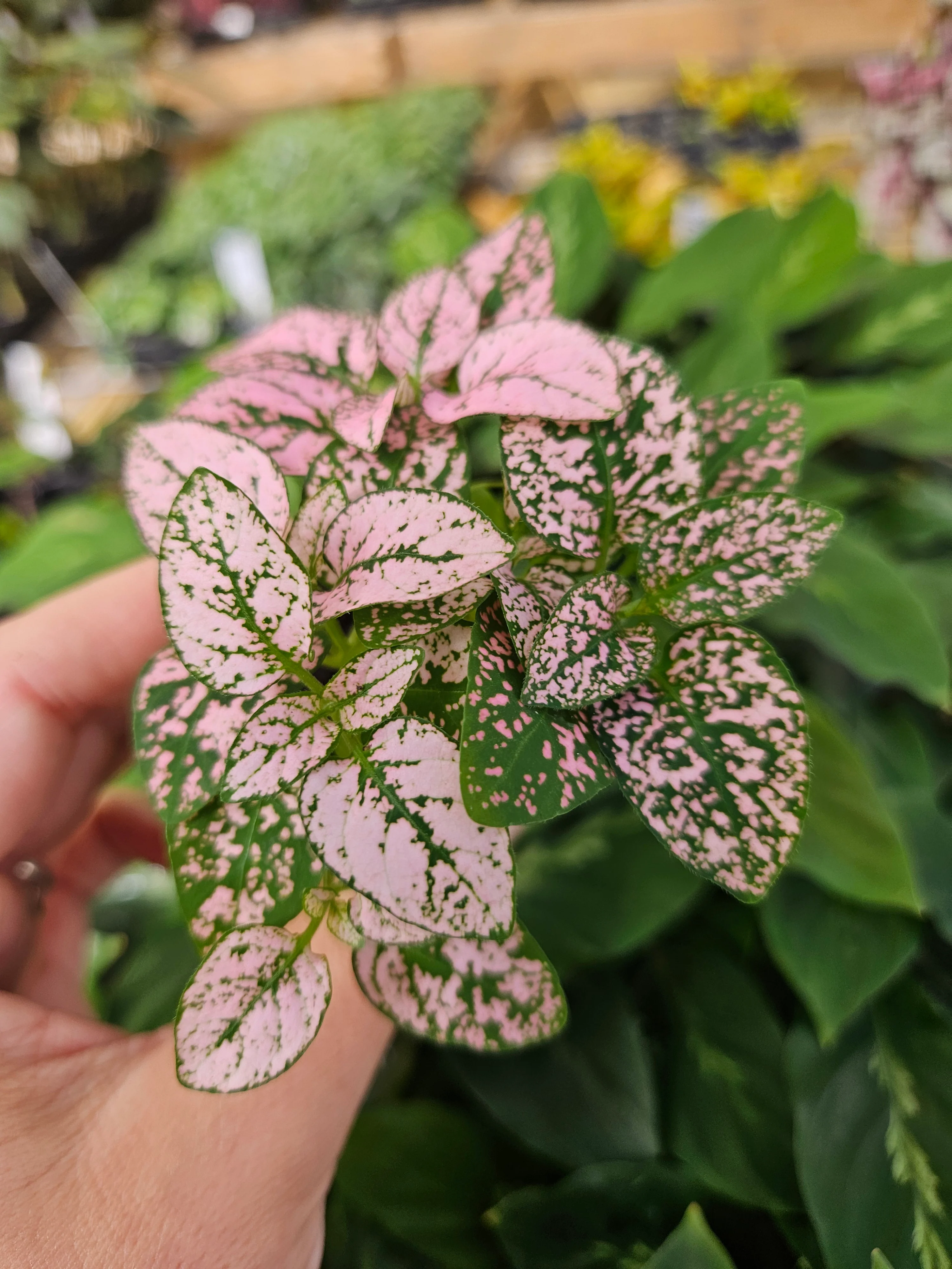 Pink Polka Dot Splash - Image 6