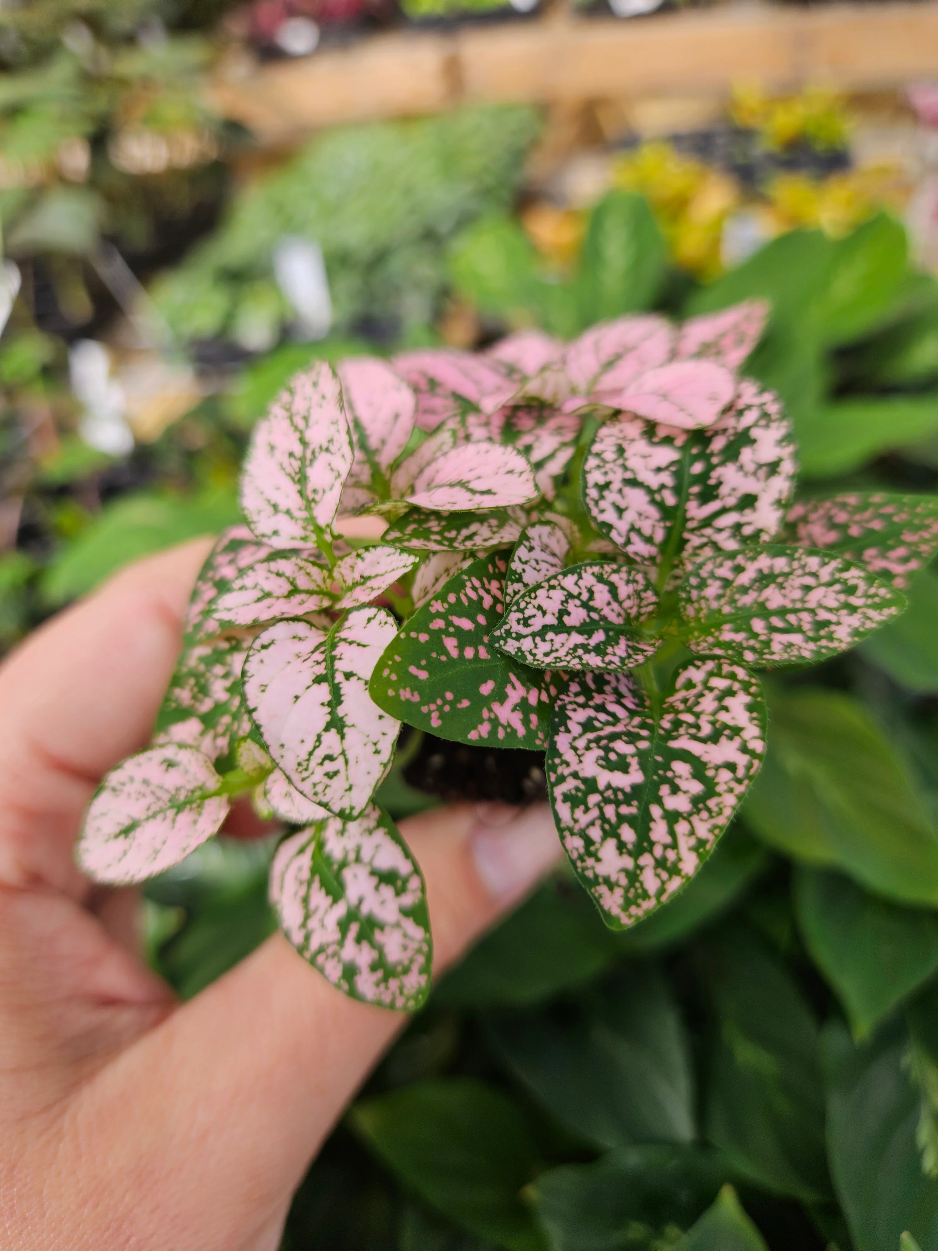 Pink Polka Dot Splash - Image 7