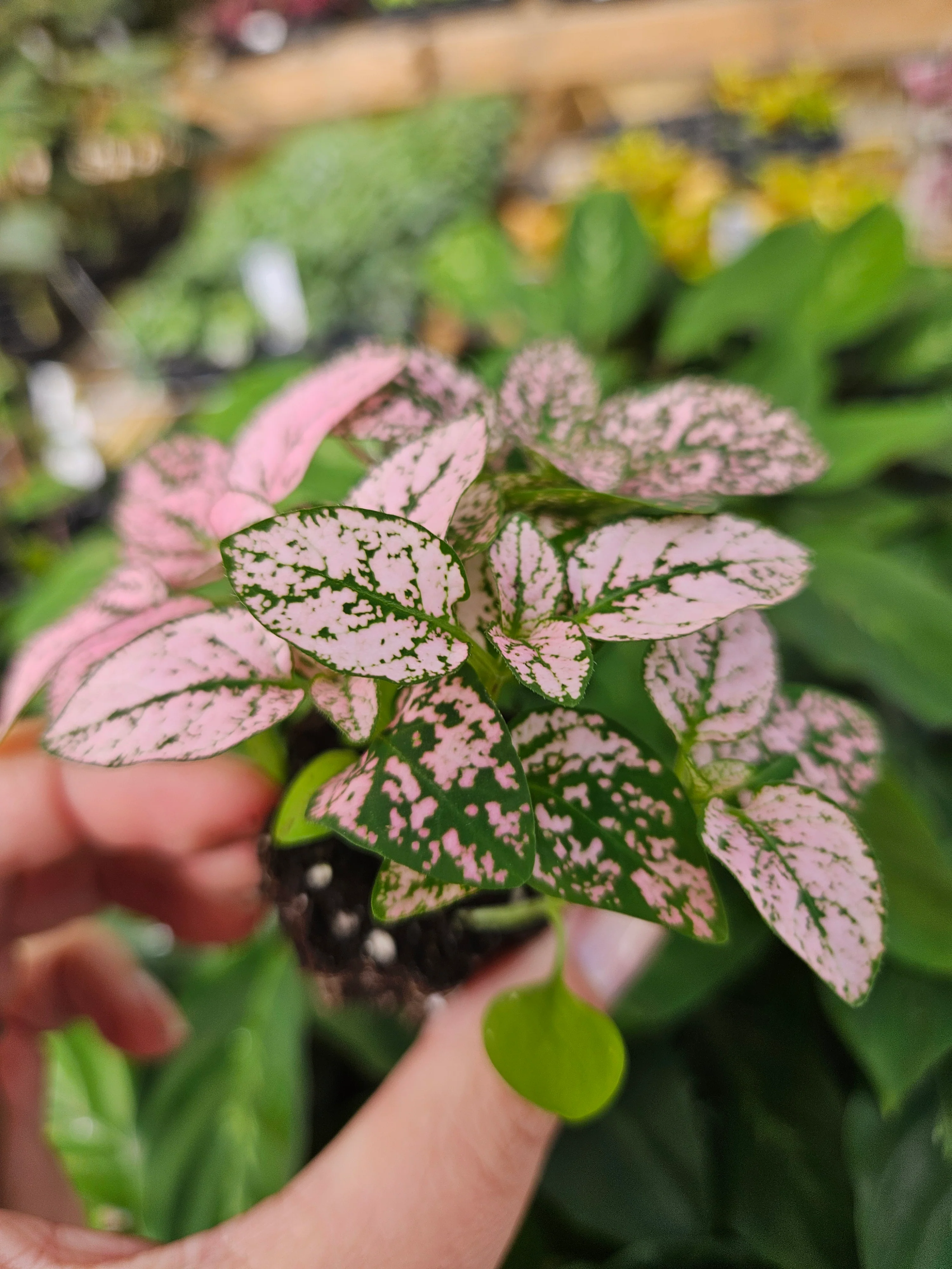 Pink Polka Dot Splash - Image 8