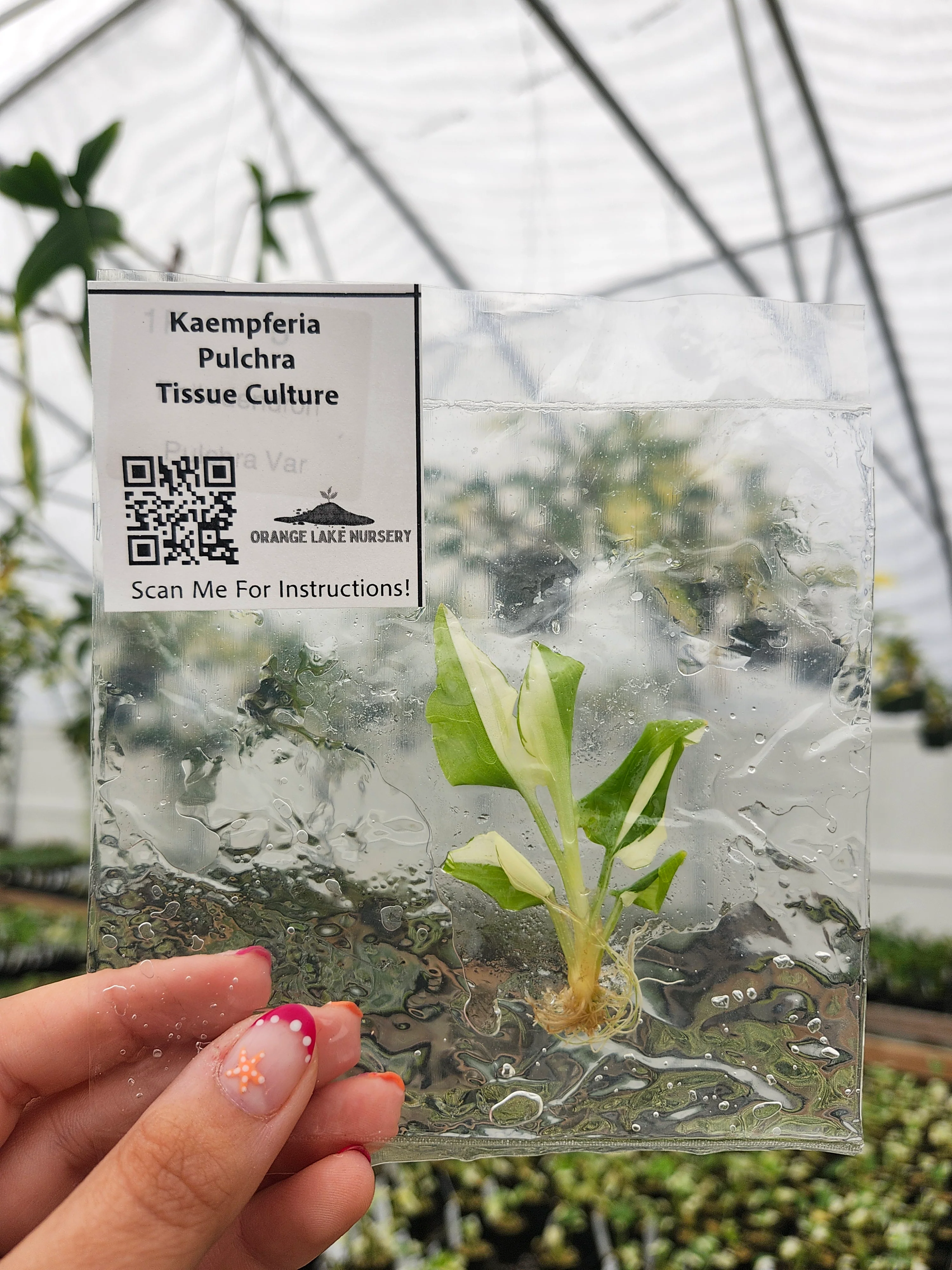 Kaempferia Pulchra Tissue Culture