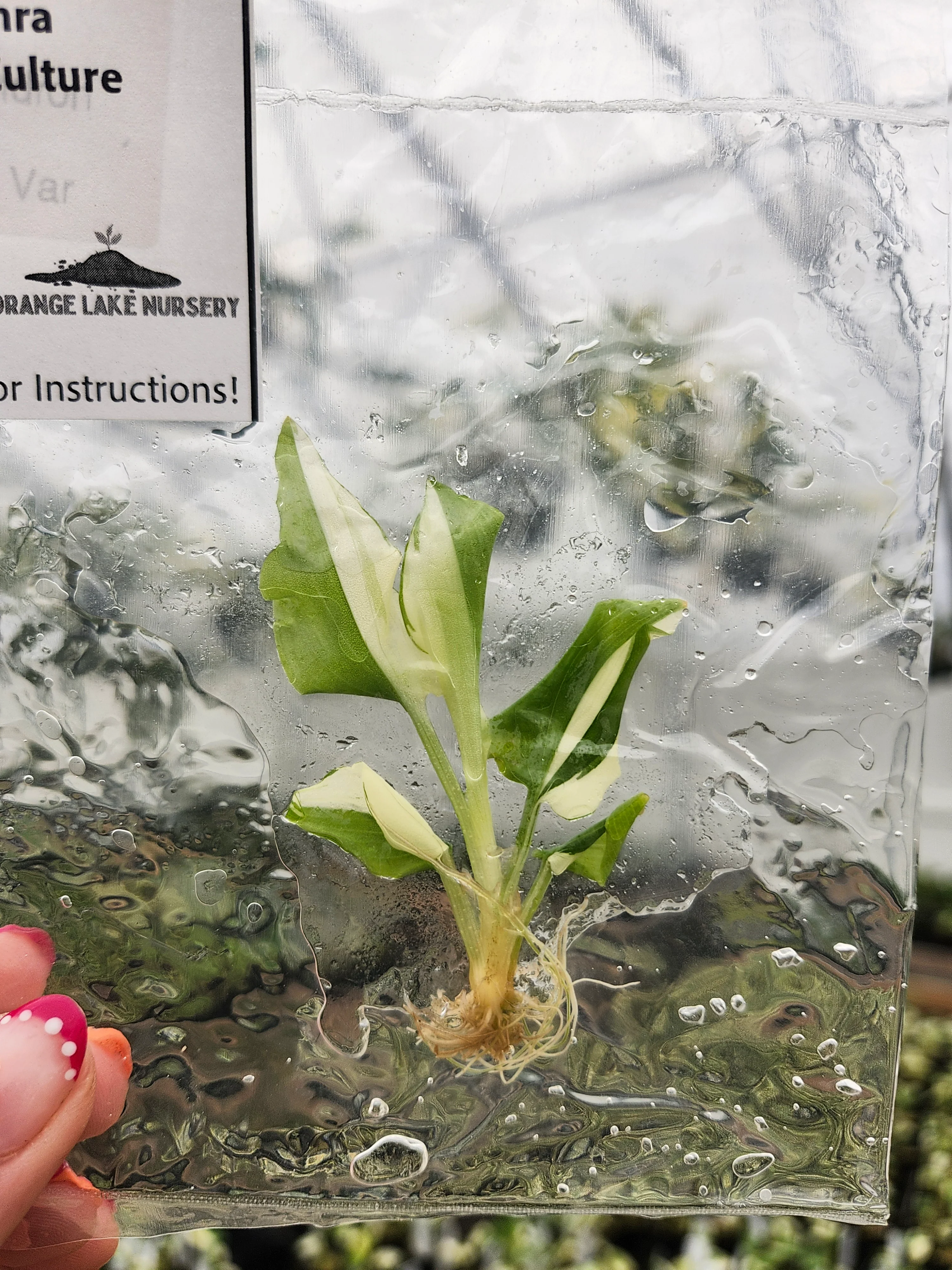 Kaempferia Pulchra Tissue Culture - Image 2