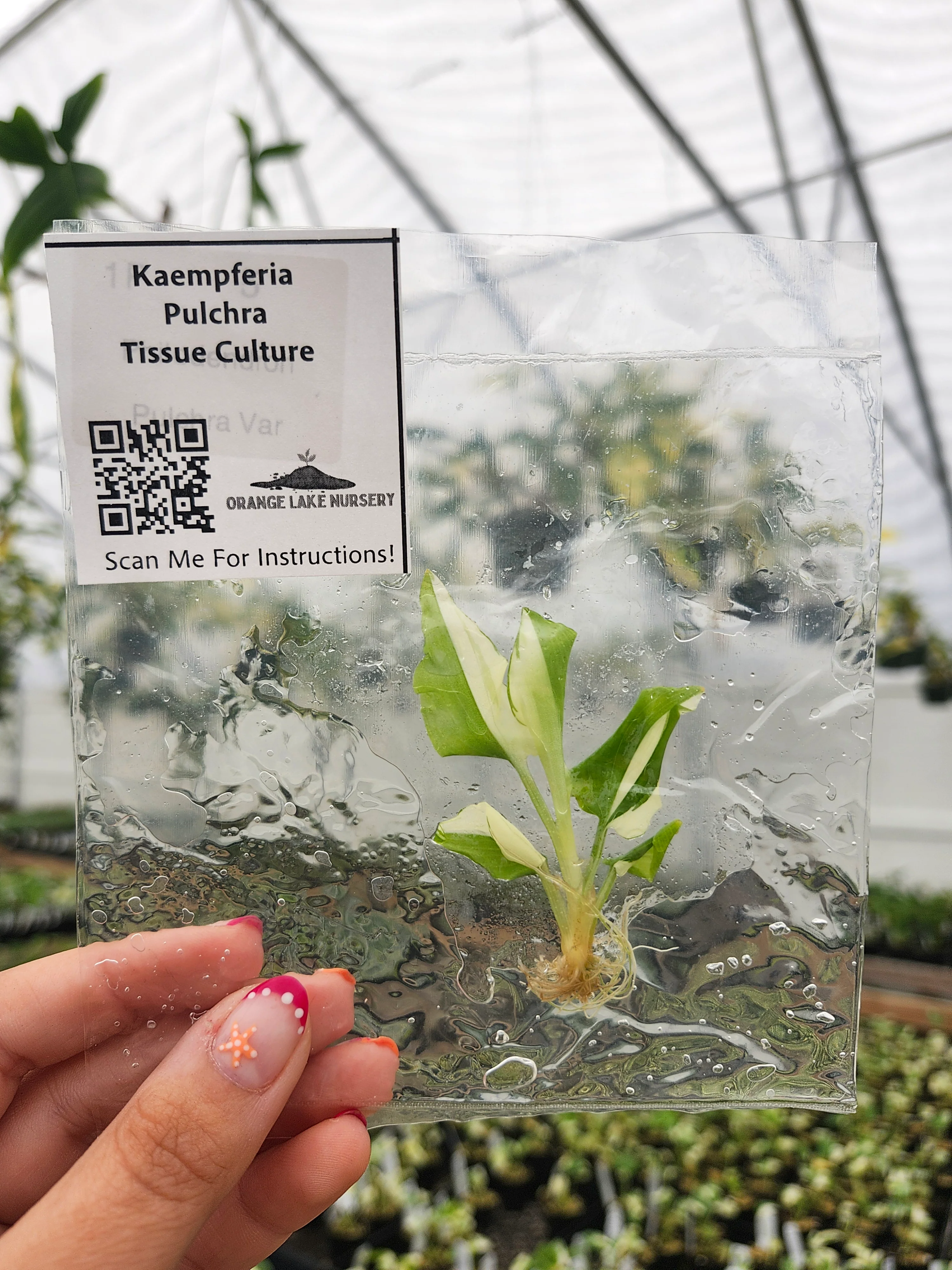 Kaempferia Pulchra Tissue Culture - Image 3