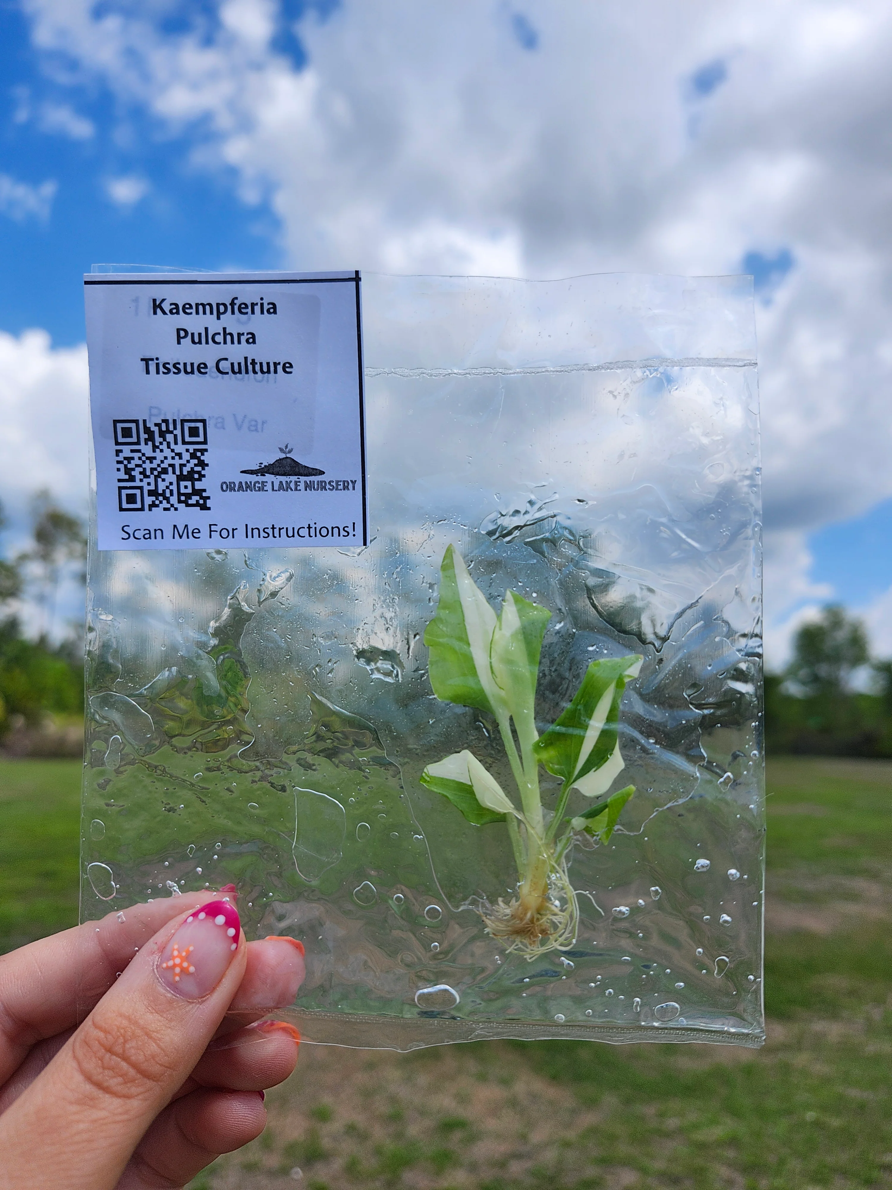 Kaempferia Pulchra Tissue Culture - Image 5