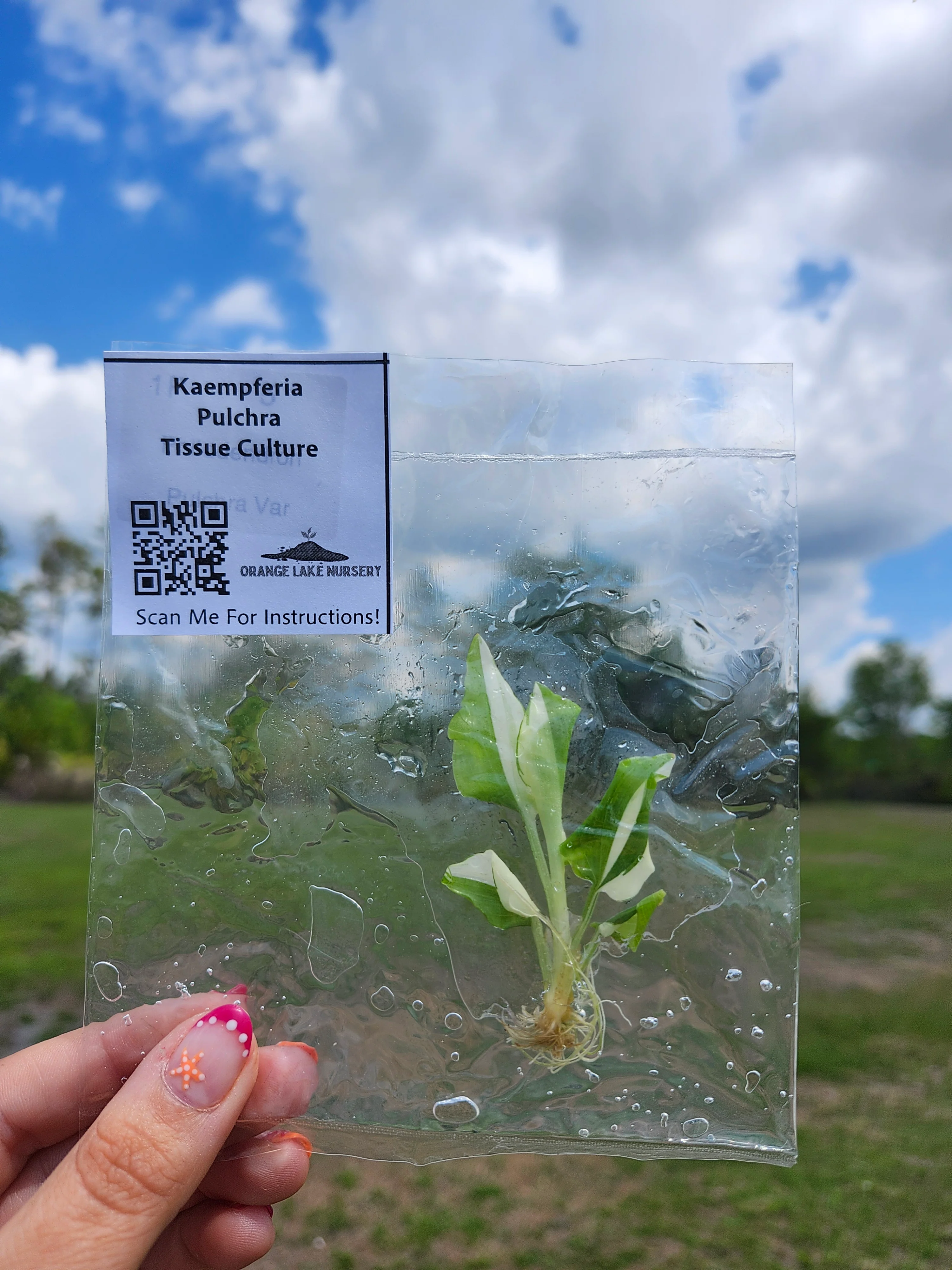 Kaempferia Pulchra Tissue Culture - Image 6