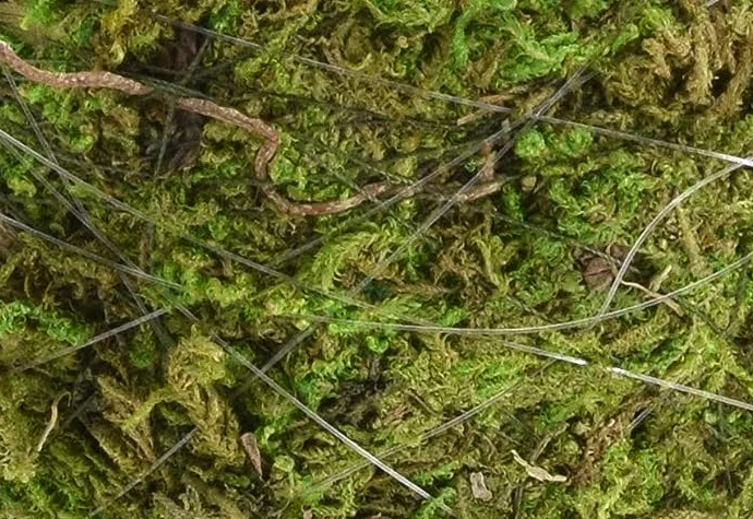 Kokedama- 4inch - Image 4