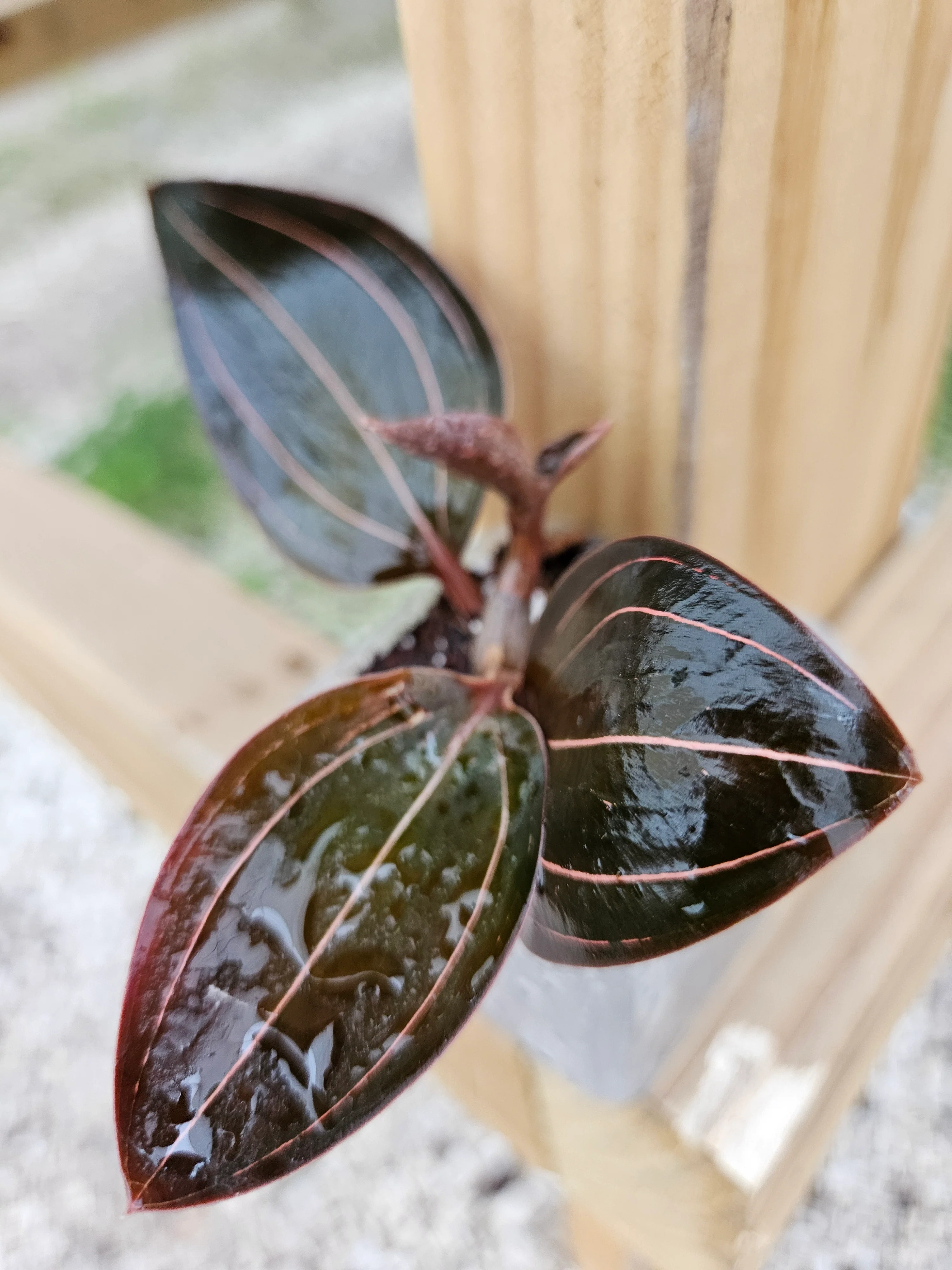 Ludisia Discolor 'Sea Turtle' Jewel Orchid