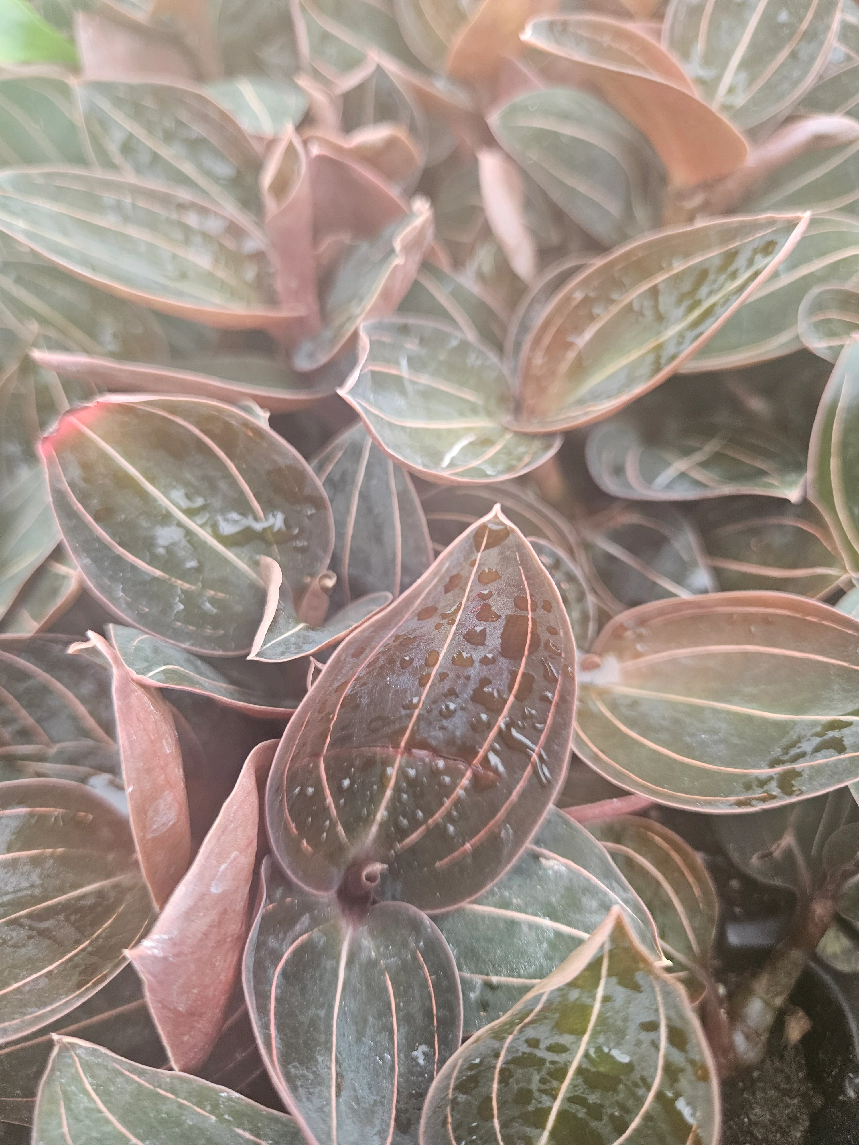 Ludisia Discolor 'Sea Turtle' Jewel Orchid - Image 2
