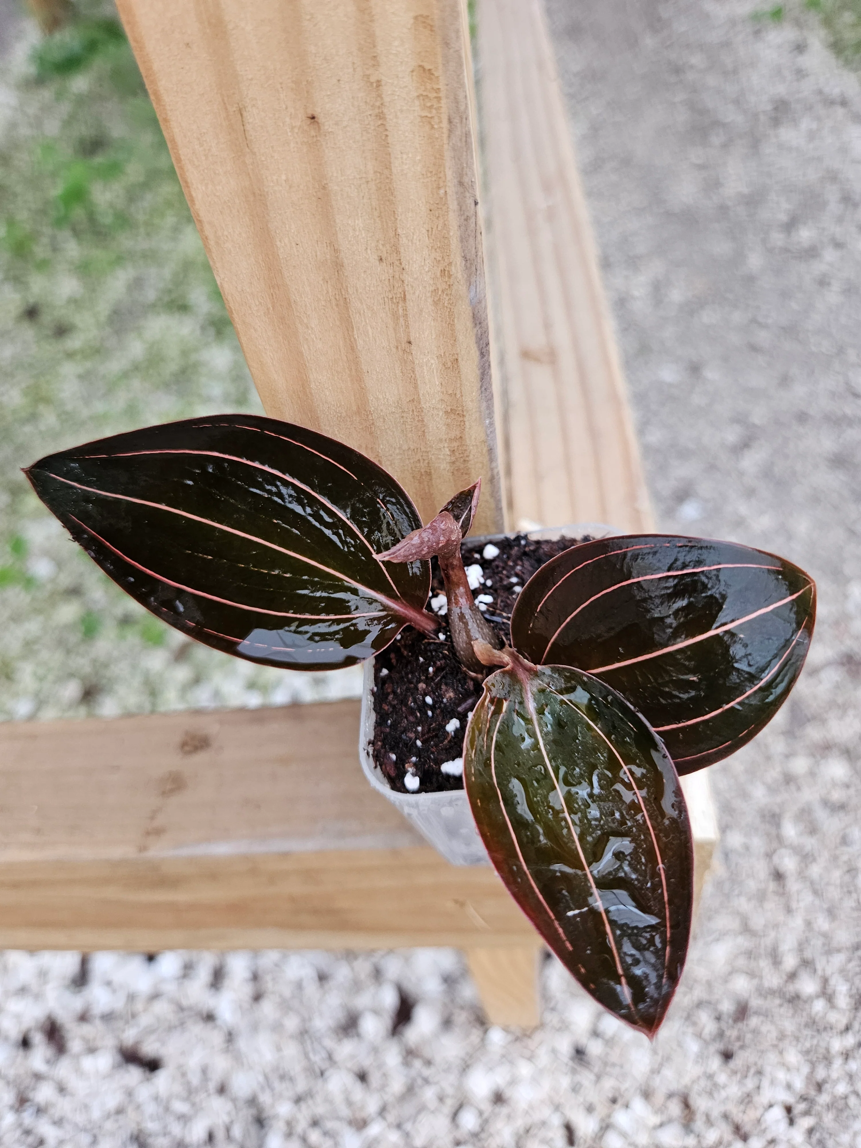 Ludisia Discolor 'Sea Turtle' Jewel Orchid - Image 3
