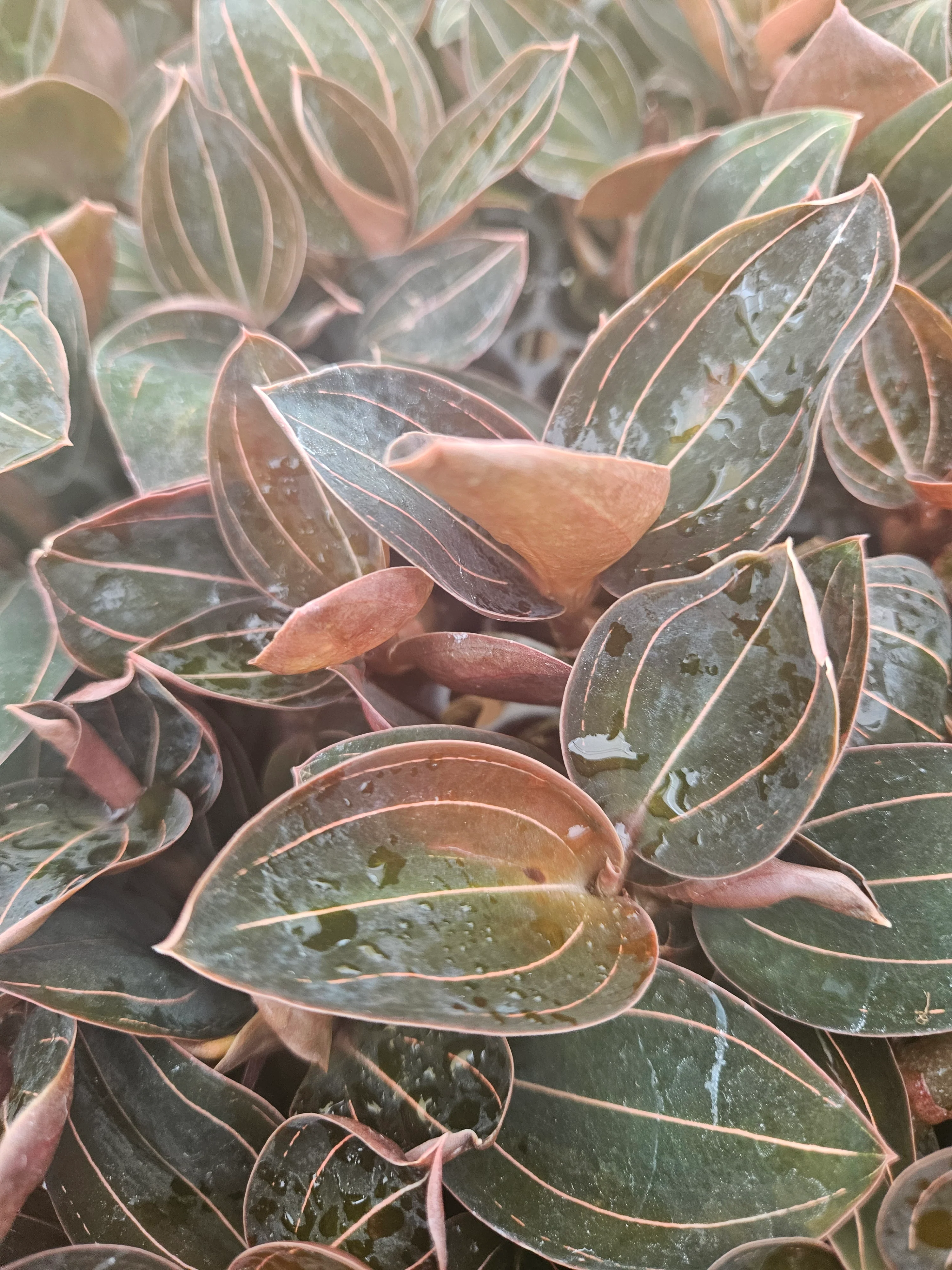 Ludisia Discolor 'Sea Turtle' Jewel Orchid - Image 4