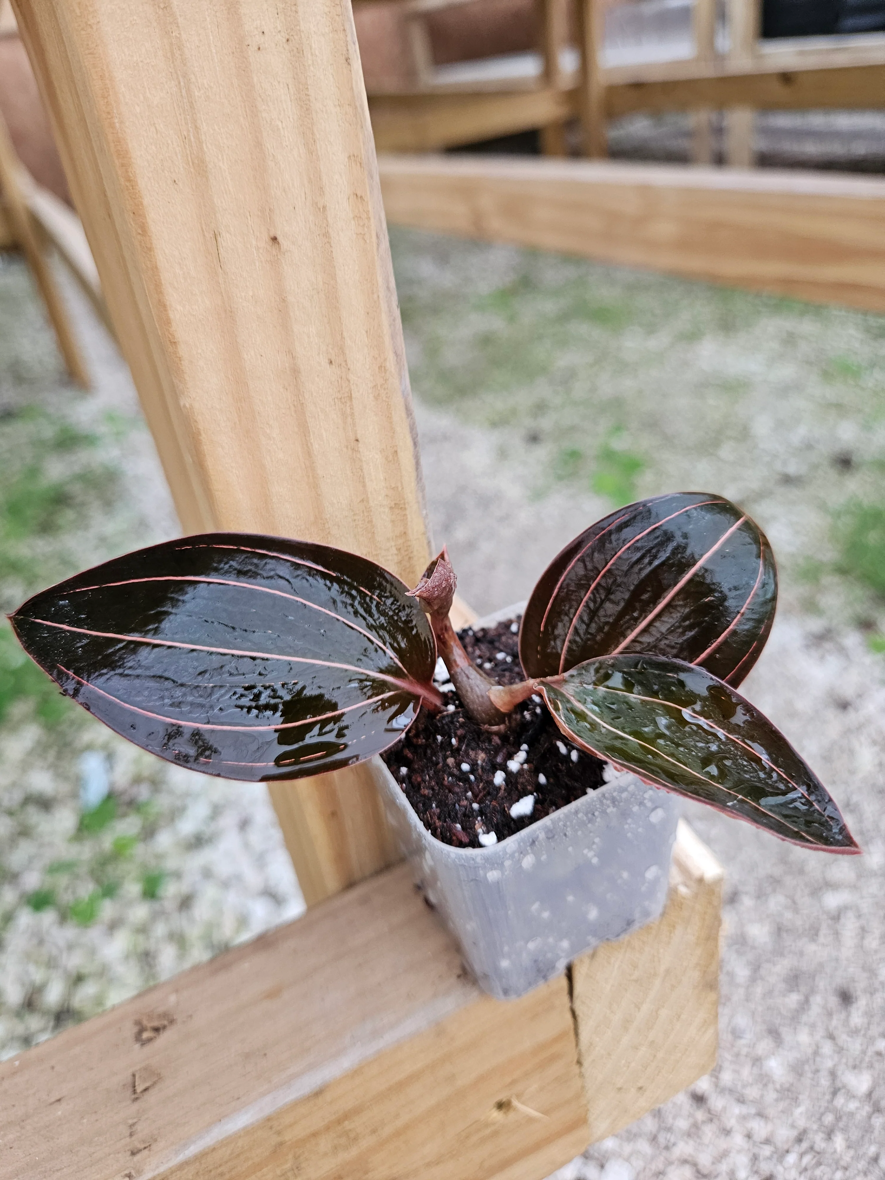 Ludisia Discolor 'Sea Turtle' Jewel Orchid - Image 5