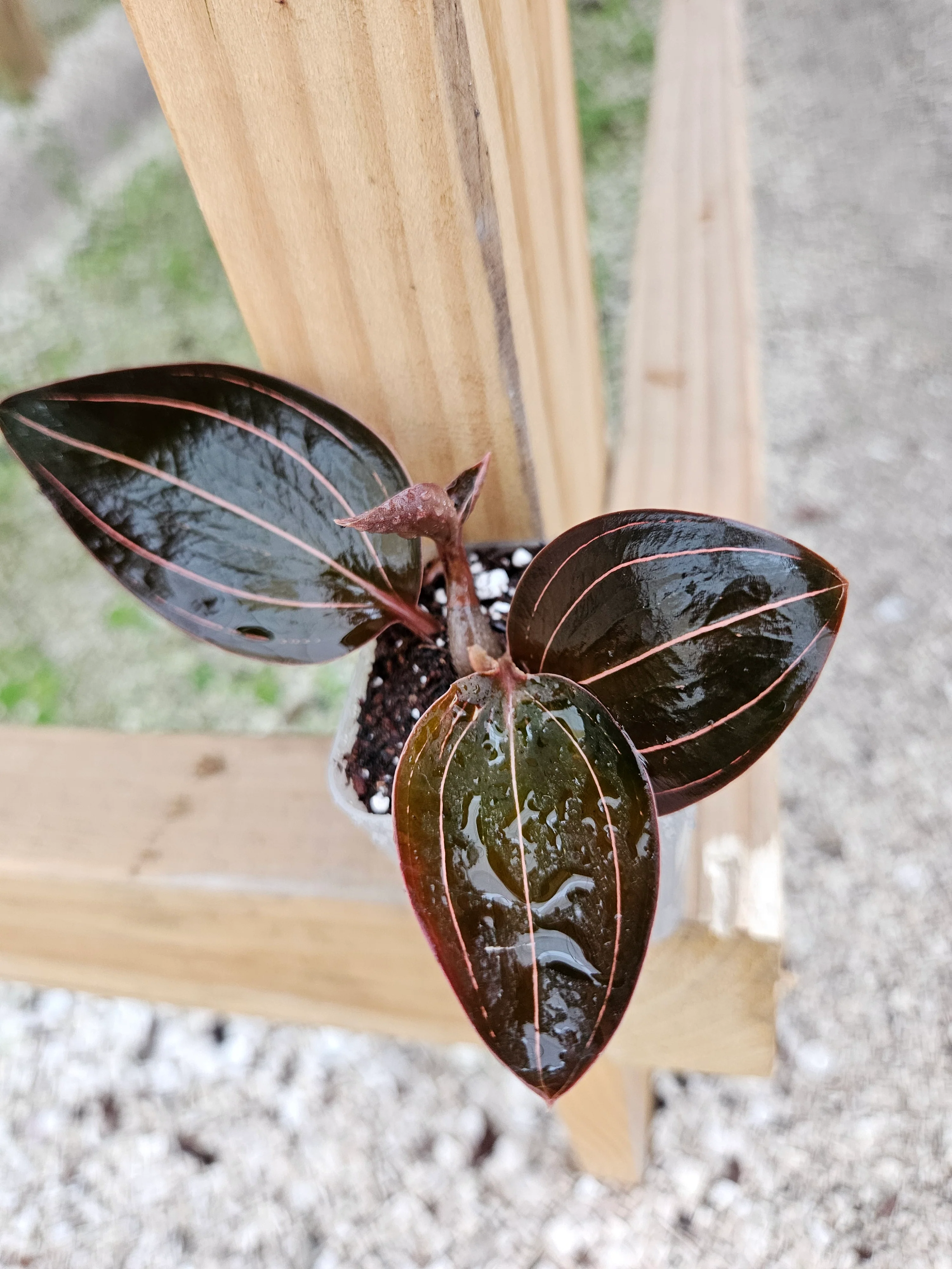 Ludisia Discolor 'Sea Turtle' Jewel Orchid - Image 6